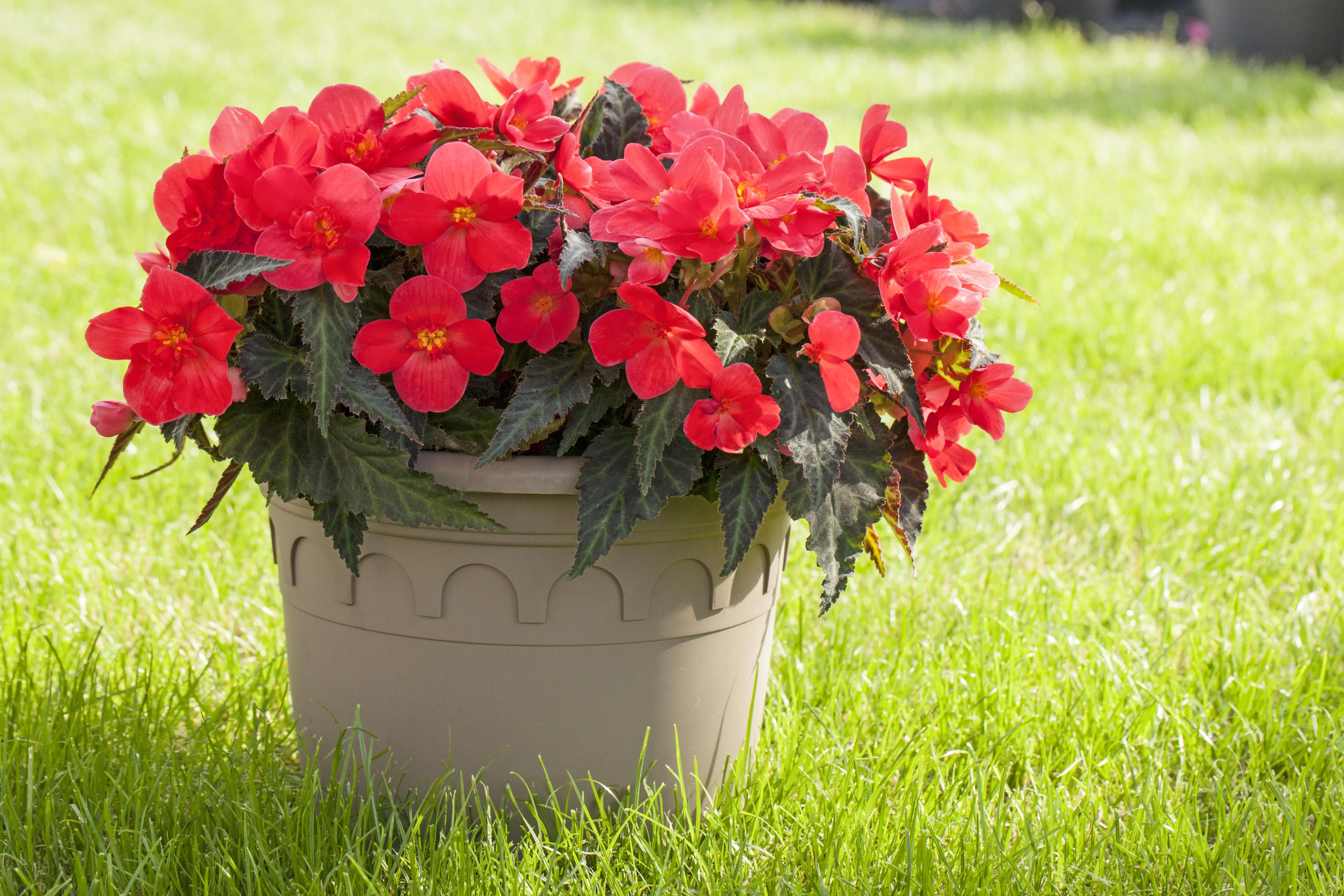 Beetpflanzen 10er Pack Begonie Begonia Semperflorens H 10 cm 