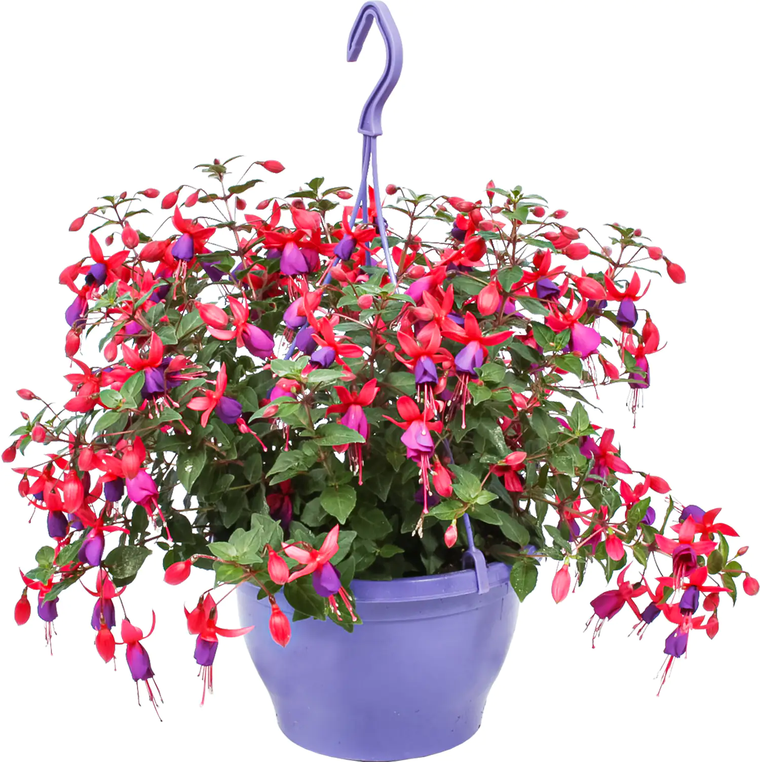 Ampelpflanzen Mix 21 cm Topf