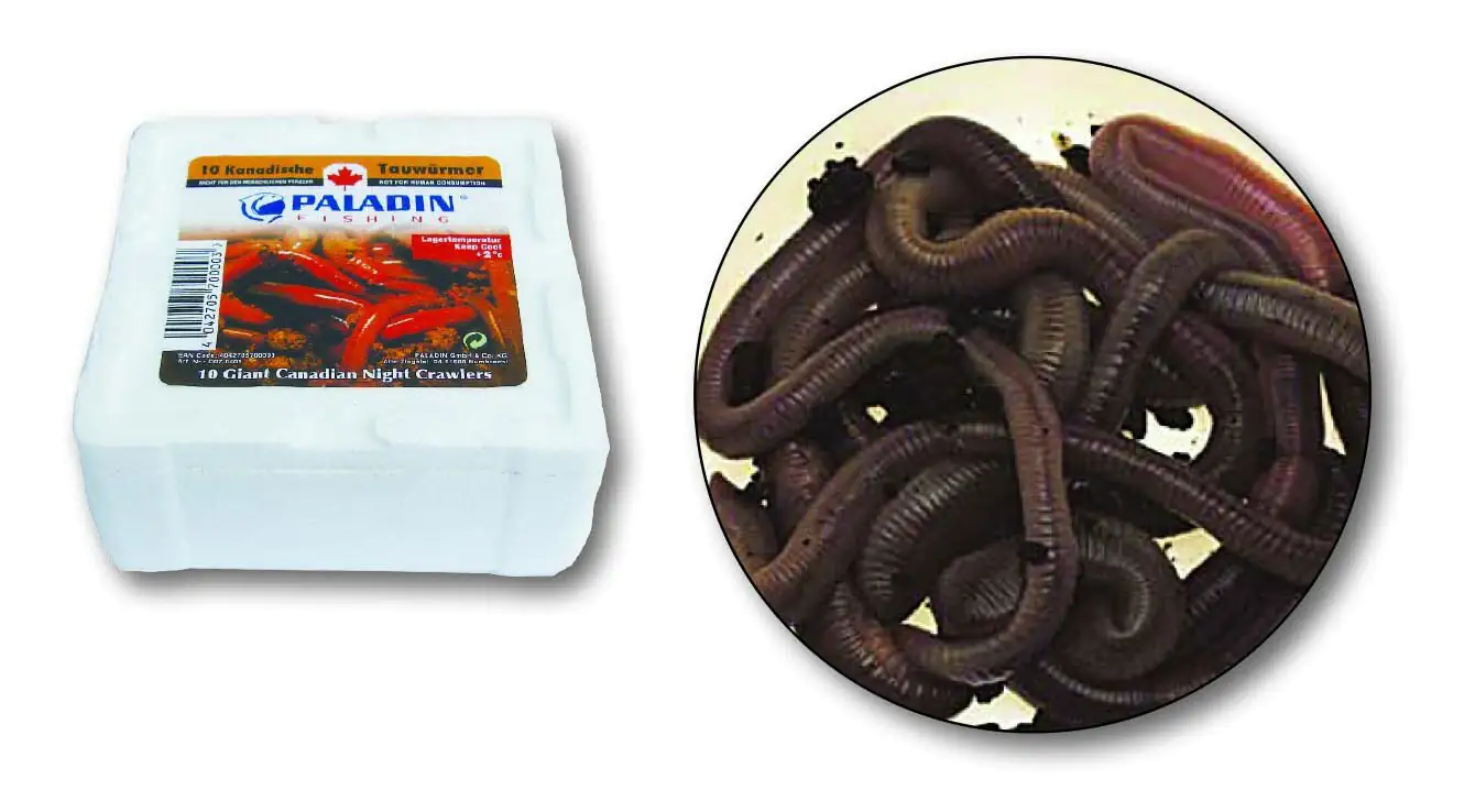 Dresdner Angelköder Tauwürmer Thermobox 24 Stück