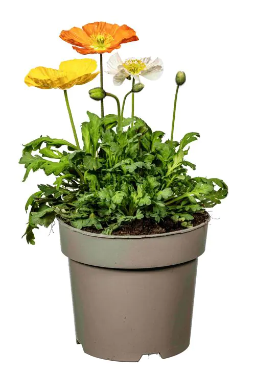 Papaver nudicaule Gartenzwerg Islandmohn 19 cm Topf