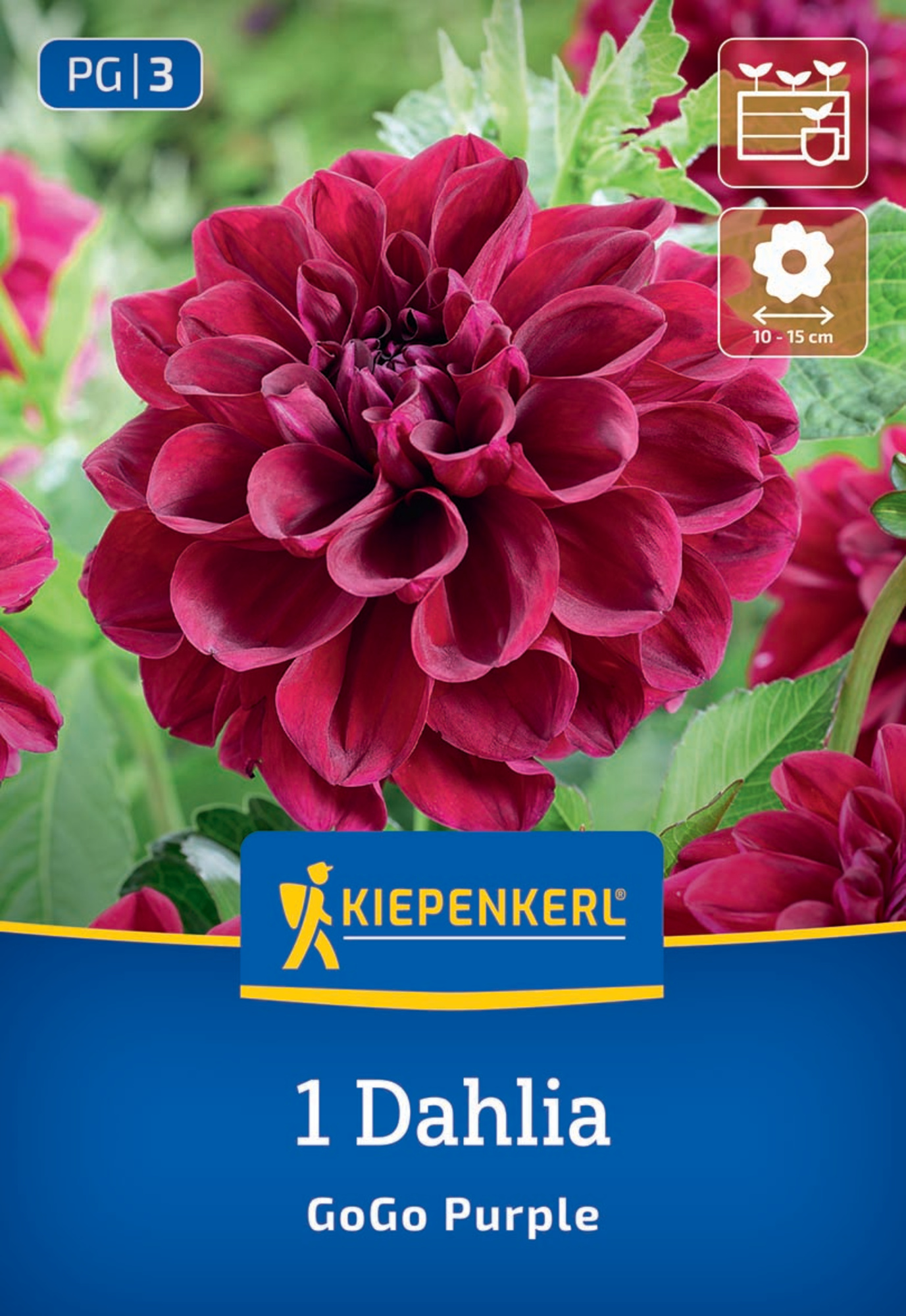 Kiepenkerl Frühjahrsblumenzwiebel Beet- & Kübel-Dahlie Go Go Purple 1 Stück