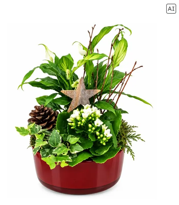 Weihnachtliches Arrangement Cylindrio Schale bepflanzt