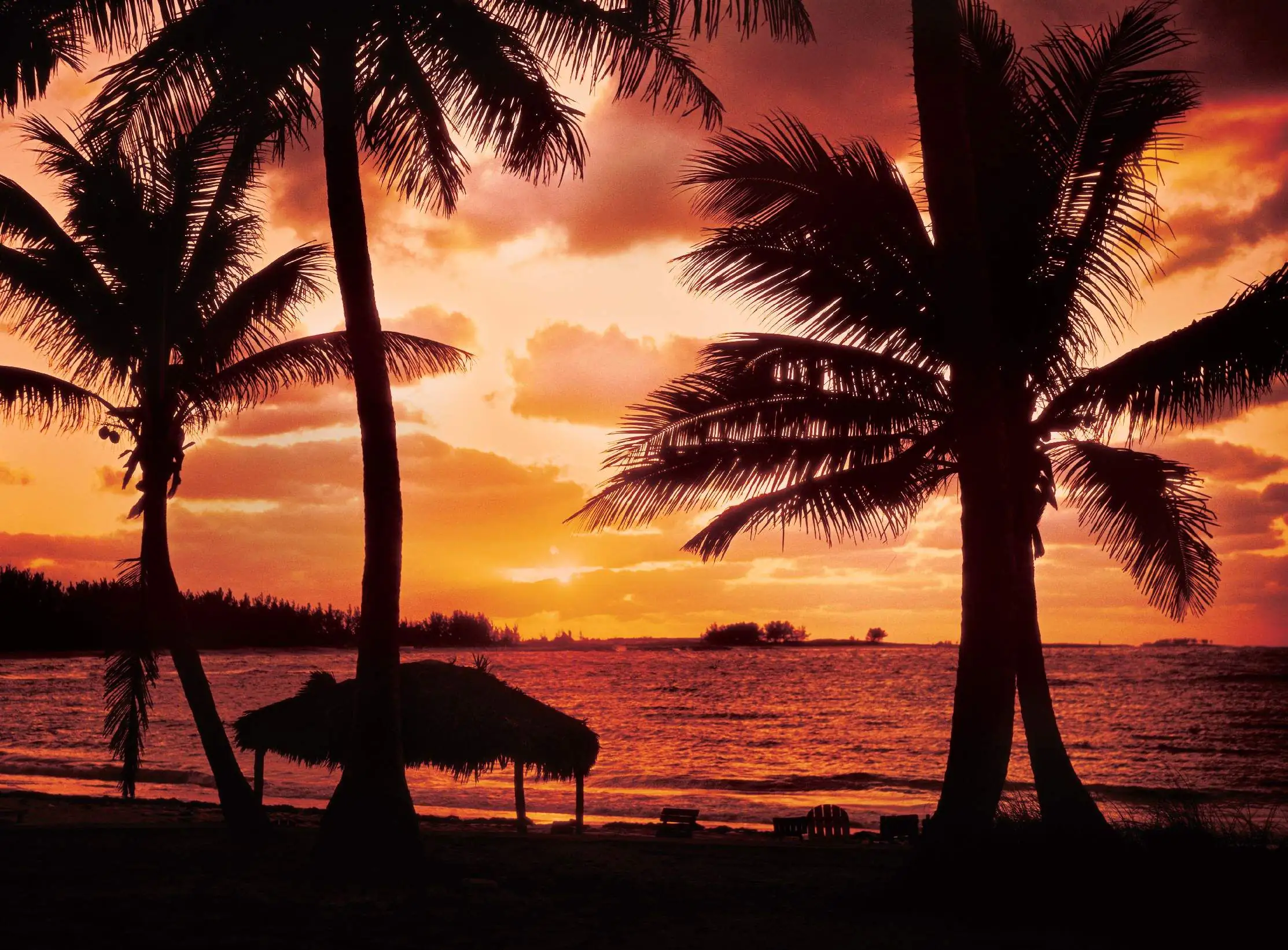 papermoon Vlies- Fototapete Digitaldruck 350 x 260 cm Palm Beach at Dusk