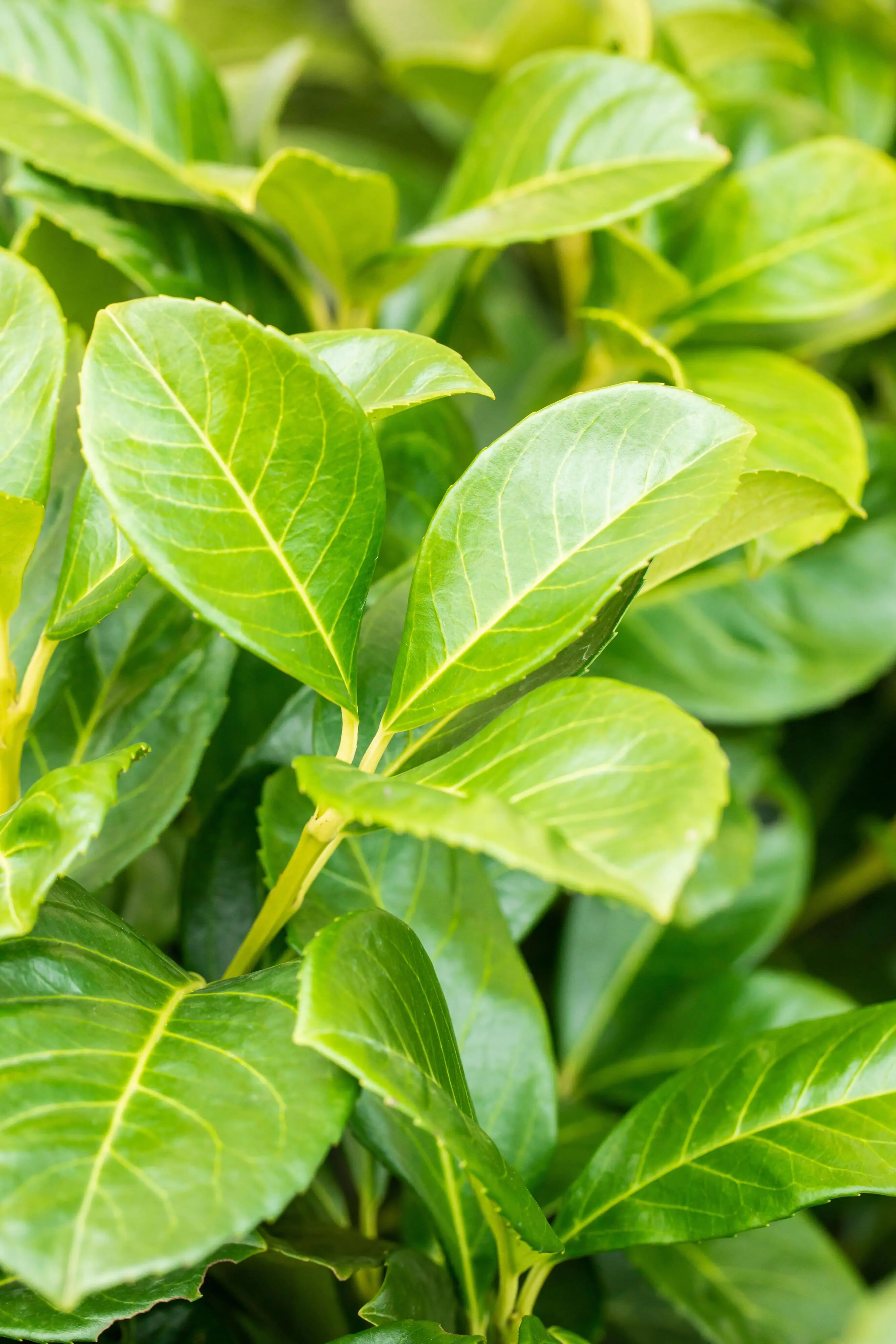 Kirschlorbeer Etna Prunus laur. Etna H 60 - 80 cm, 30 Stück