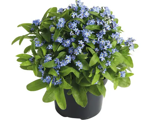 Vergissmeinnicht Myosotis 10,5 cm Topf