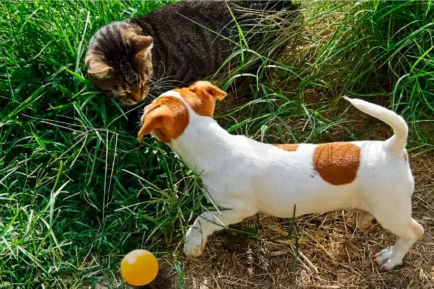 Jack-Russell-Welpe und Katze begegnen sich neugierig im Gras neben einem gelben Ball