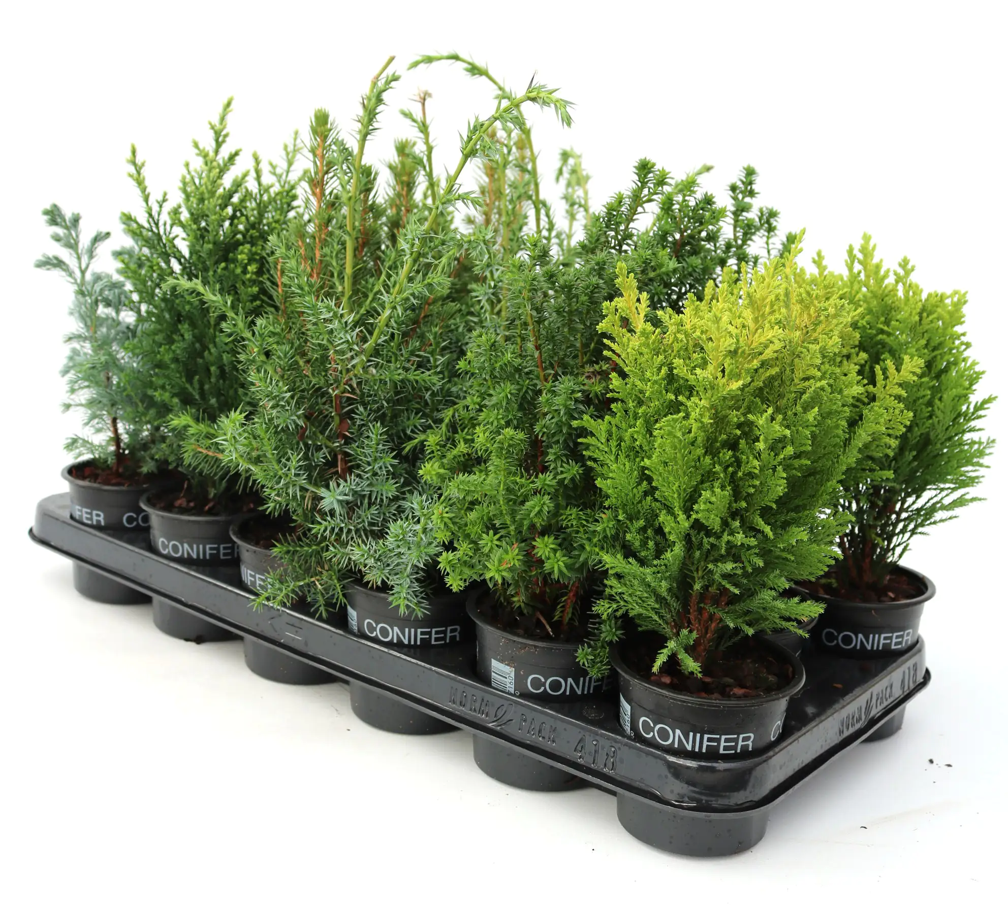 Balkonkoniferen 9 cm Topf 1 Stück