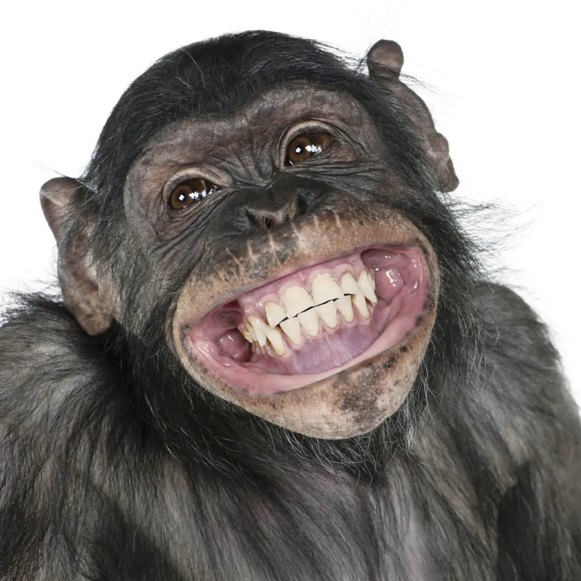 Keilrahmenbild lachender Affe 30 x 30 cm