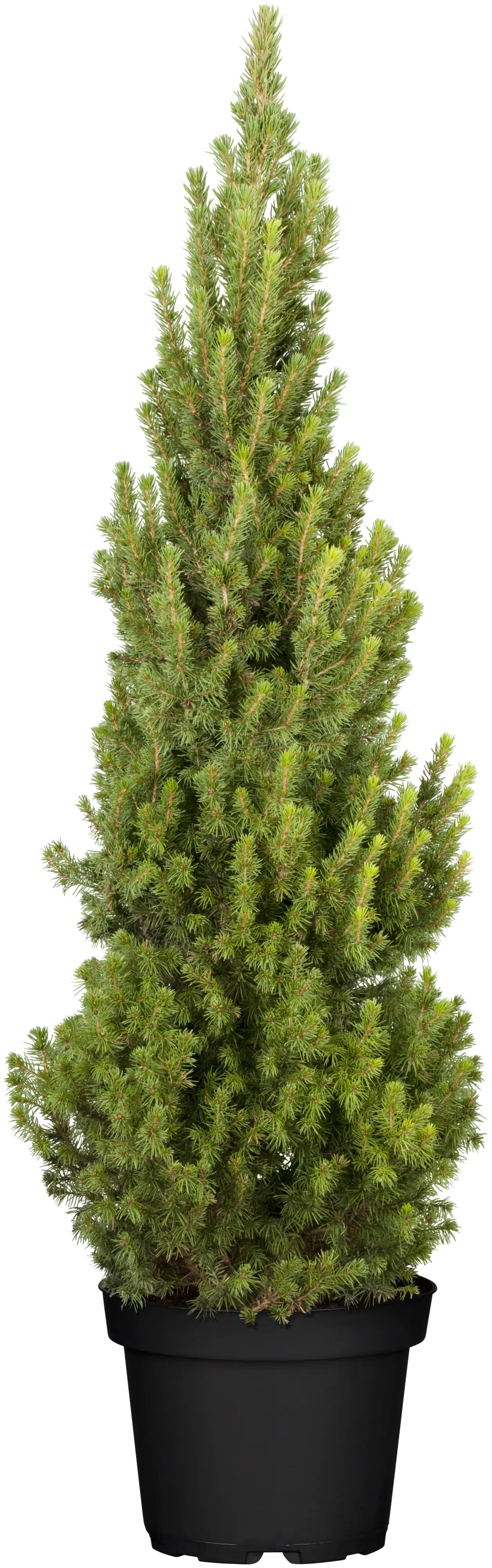 Zuckerhutfichte im Topf gewachsen 29 cm Topf, 80-100 cm hoch