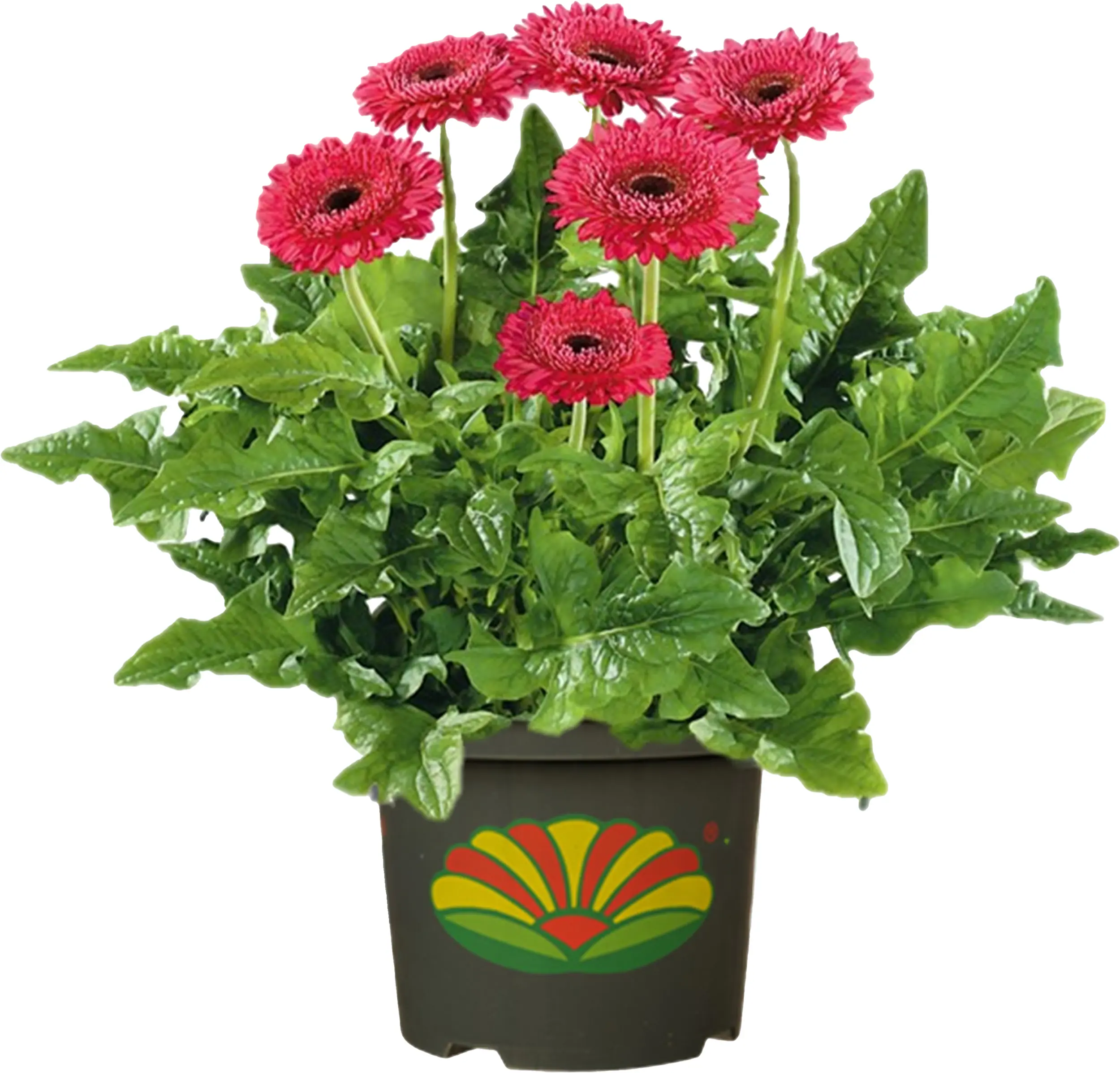 Gerbera in Sorten H 20 cm + 5 L Container Gerbera in Sorten H 20 cm + 5 L Container