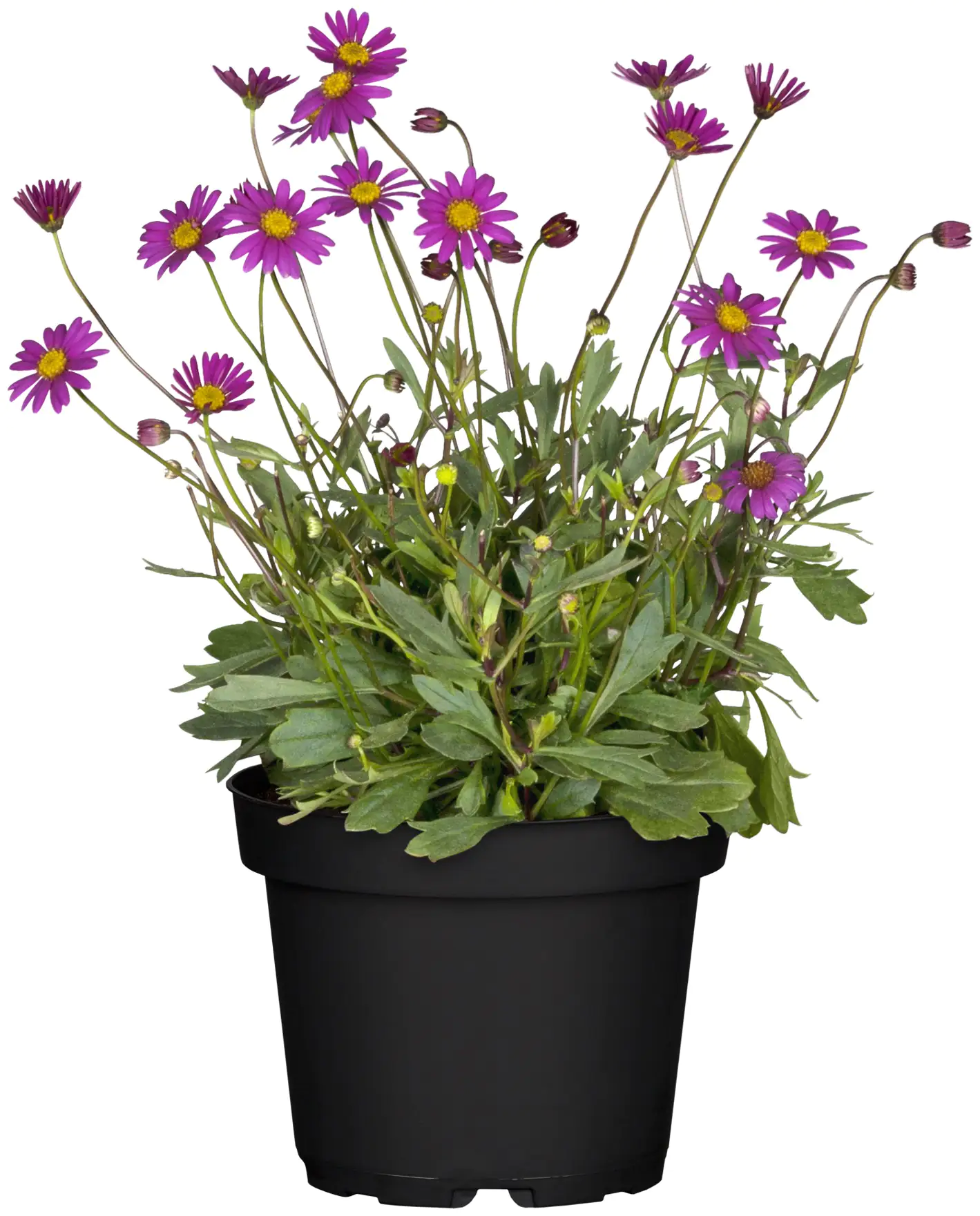 Blaues Gänseblümchen Brachyscome 13 cm Topf