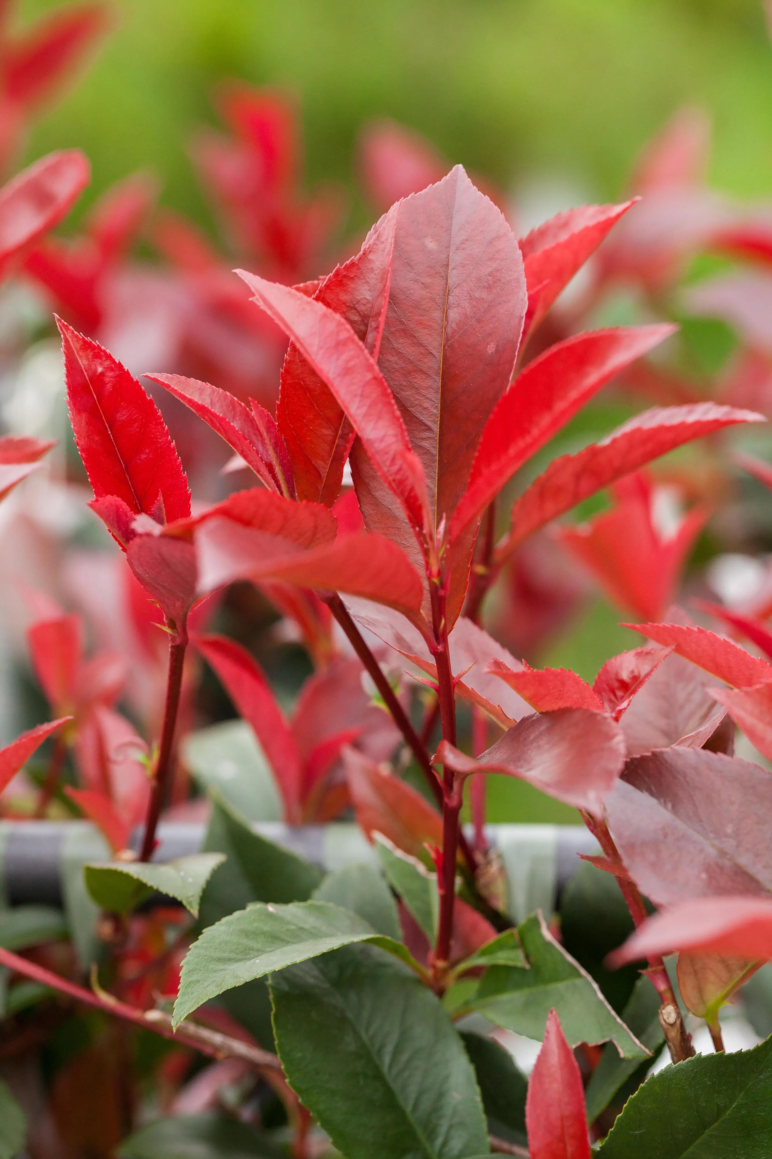 Glanzmispel 'Red Robin' 5 l Container, Heckenpflanze