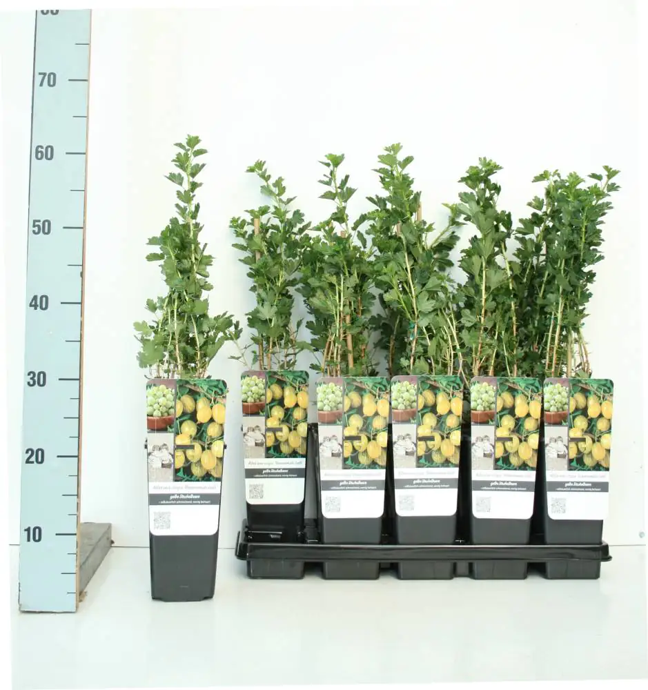 Obststrauch Stachelbeere Hinnonmäki gelb 2 L Eck-Container Obststrauch Stachelbeere Hinnonmäki gelb 2 L Eck-Container