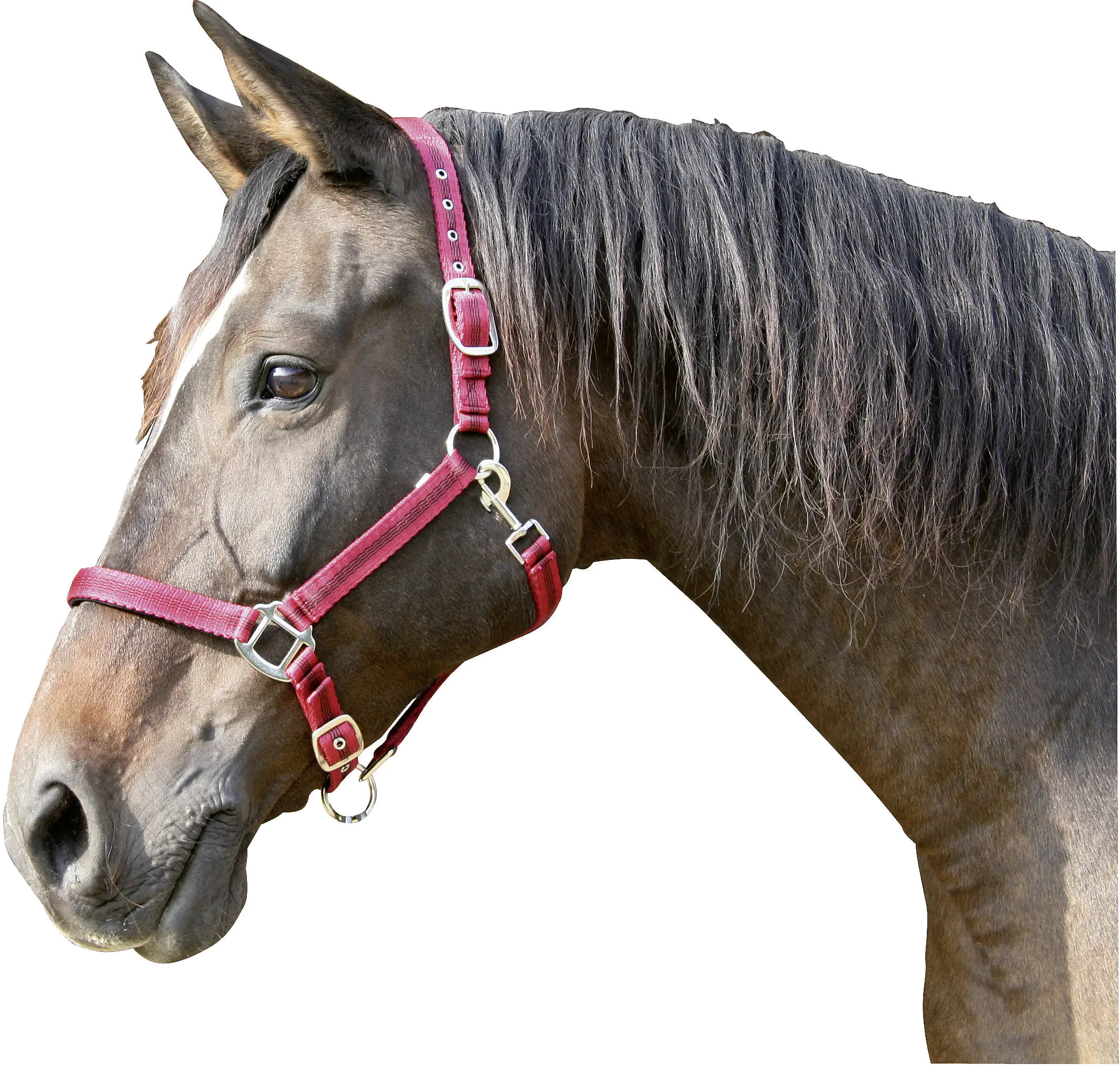 4018653003169_818071 Kerbl Pferde-Halfter Mustang Gr.2 rot schwarz