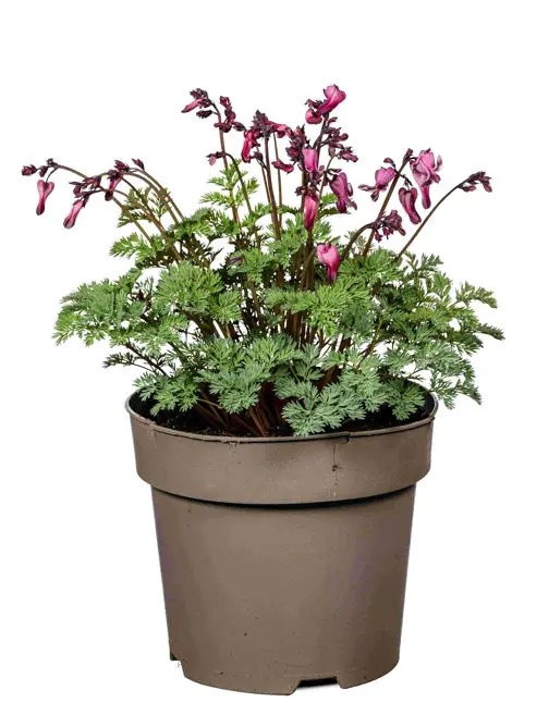 Dicentra formosa Herzblumen 19 cm Topf