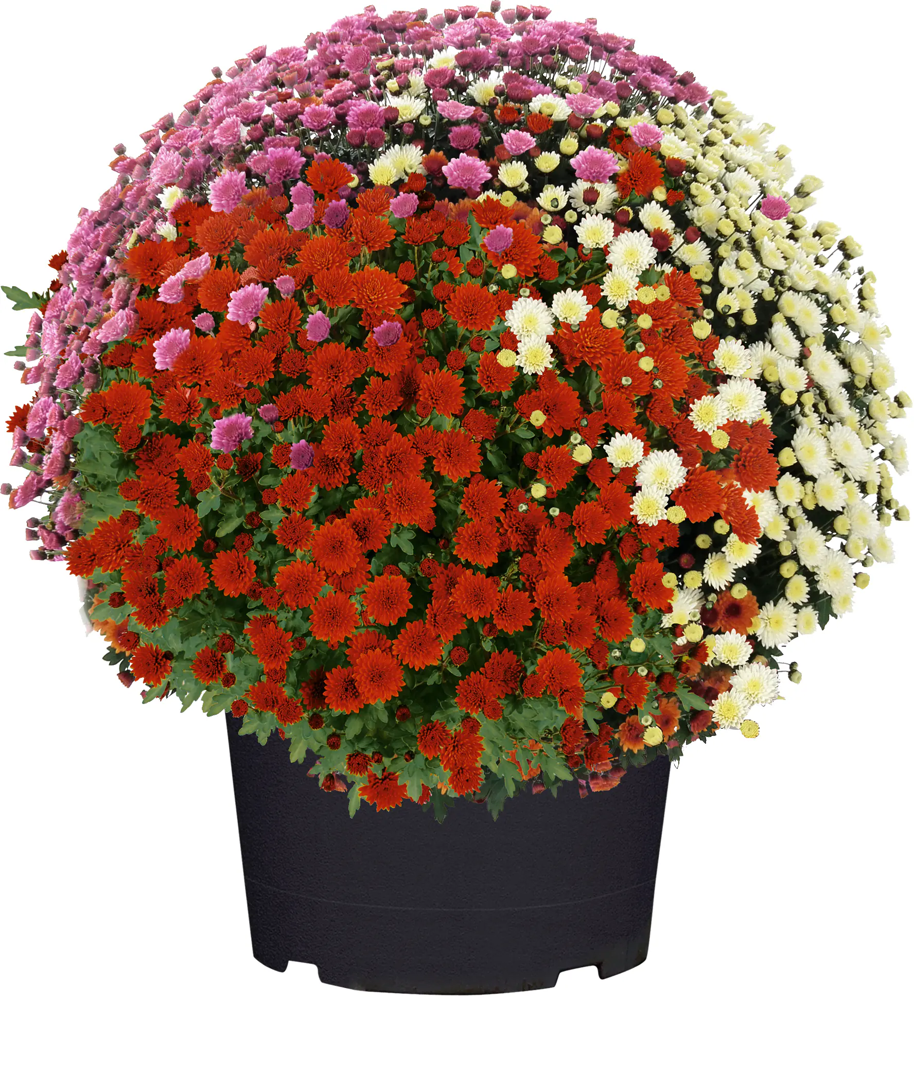 Chrysanthemen Busch Ø 45 cm 19 cm Topf Chrysanthemen Busch Ø 45 cm 19 cm Topf
