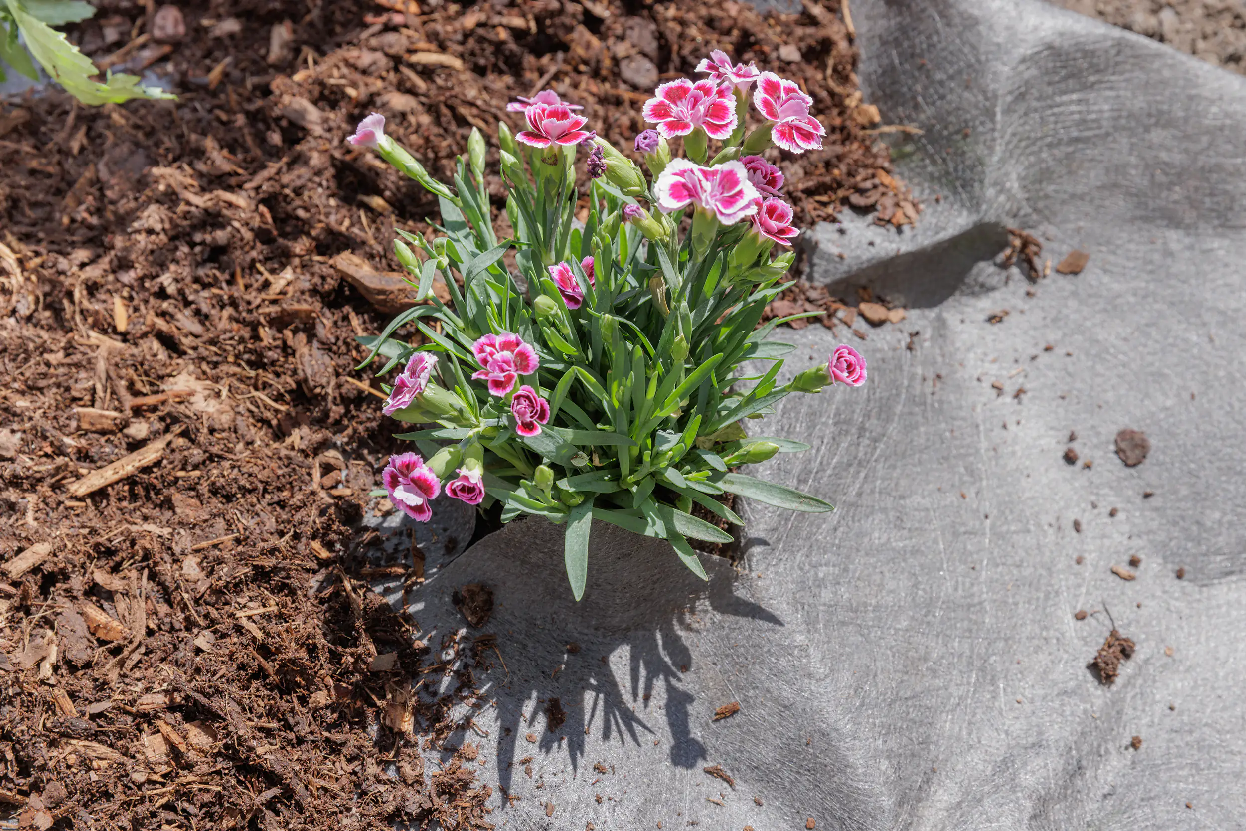 Primaster Unkrautvlies 1 x 5 m