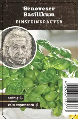 Einsteinkräuter - Basilikum 12 cm Topf Einsteinkräuter - Basilikum 12 cm Topf