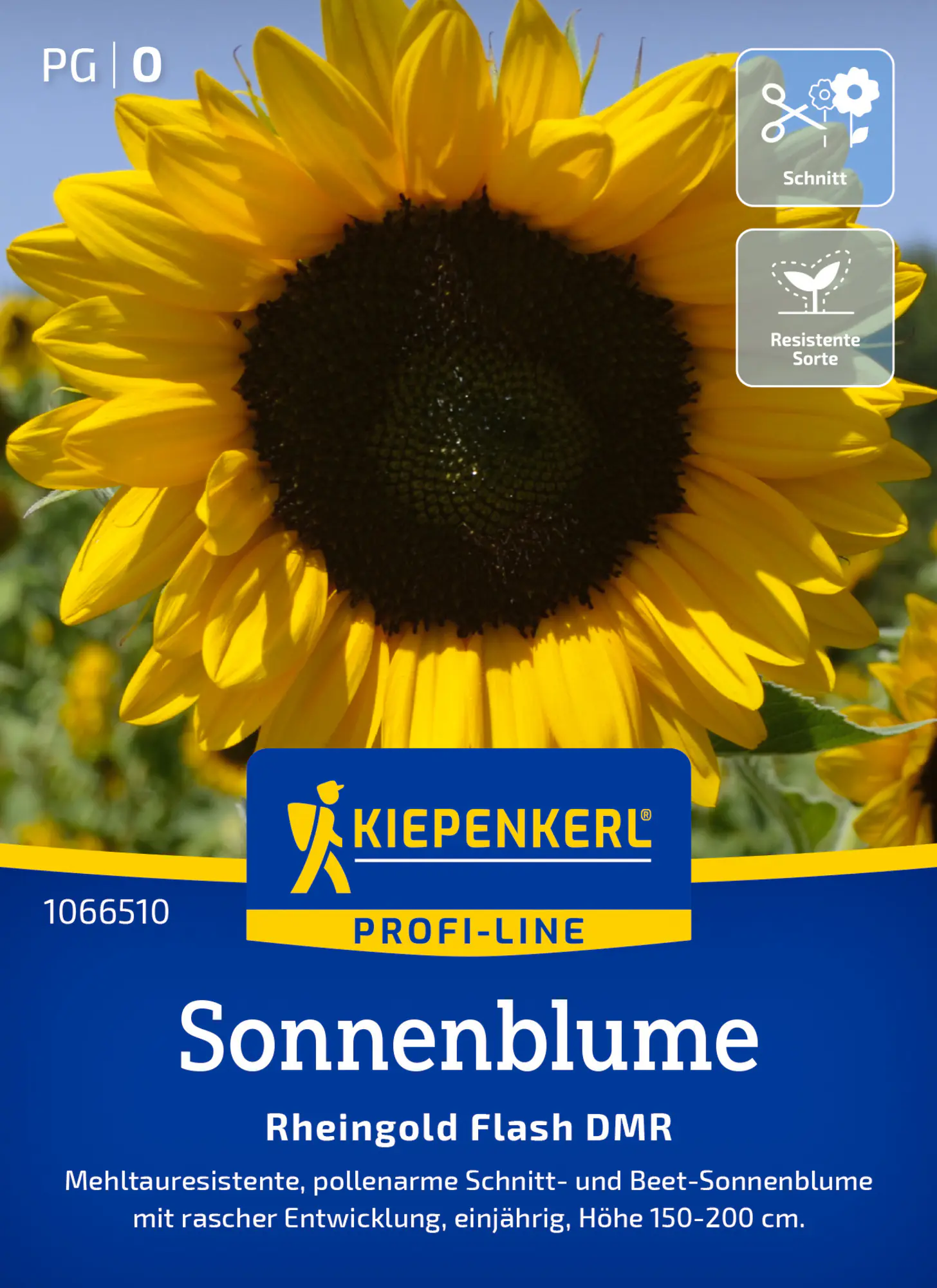 Kiepenkerl Profi-Line Blumensamen Sonnenblumen Rheingold Flash DMR F1 für ca. 15 Pflanzen
