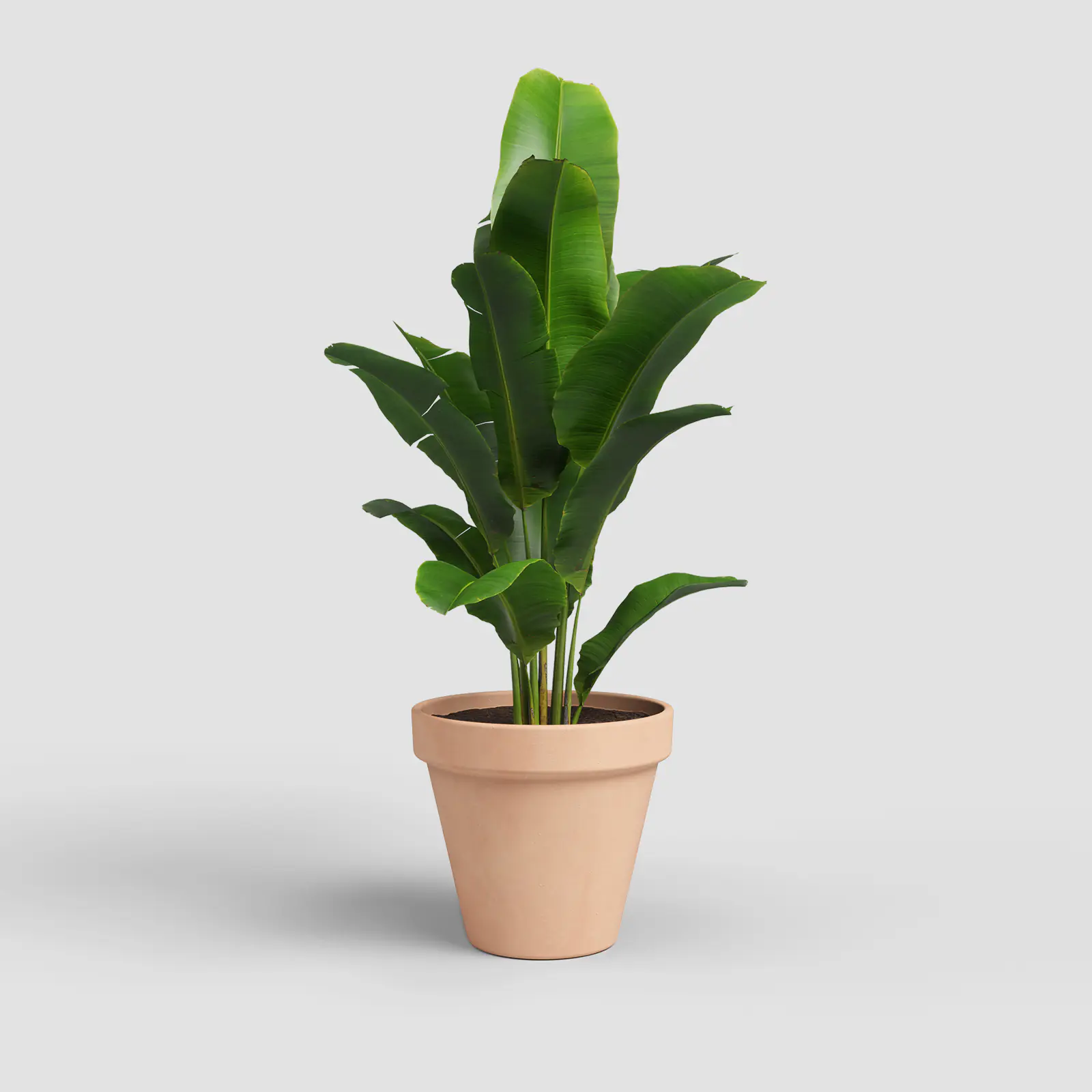 Artevasi Pflanztopf Amália Terrakotta Ø 23,3 x 20,6 cm natur