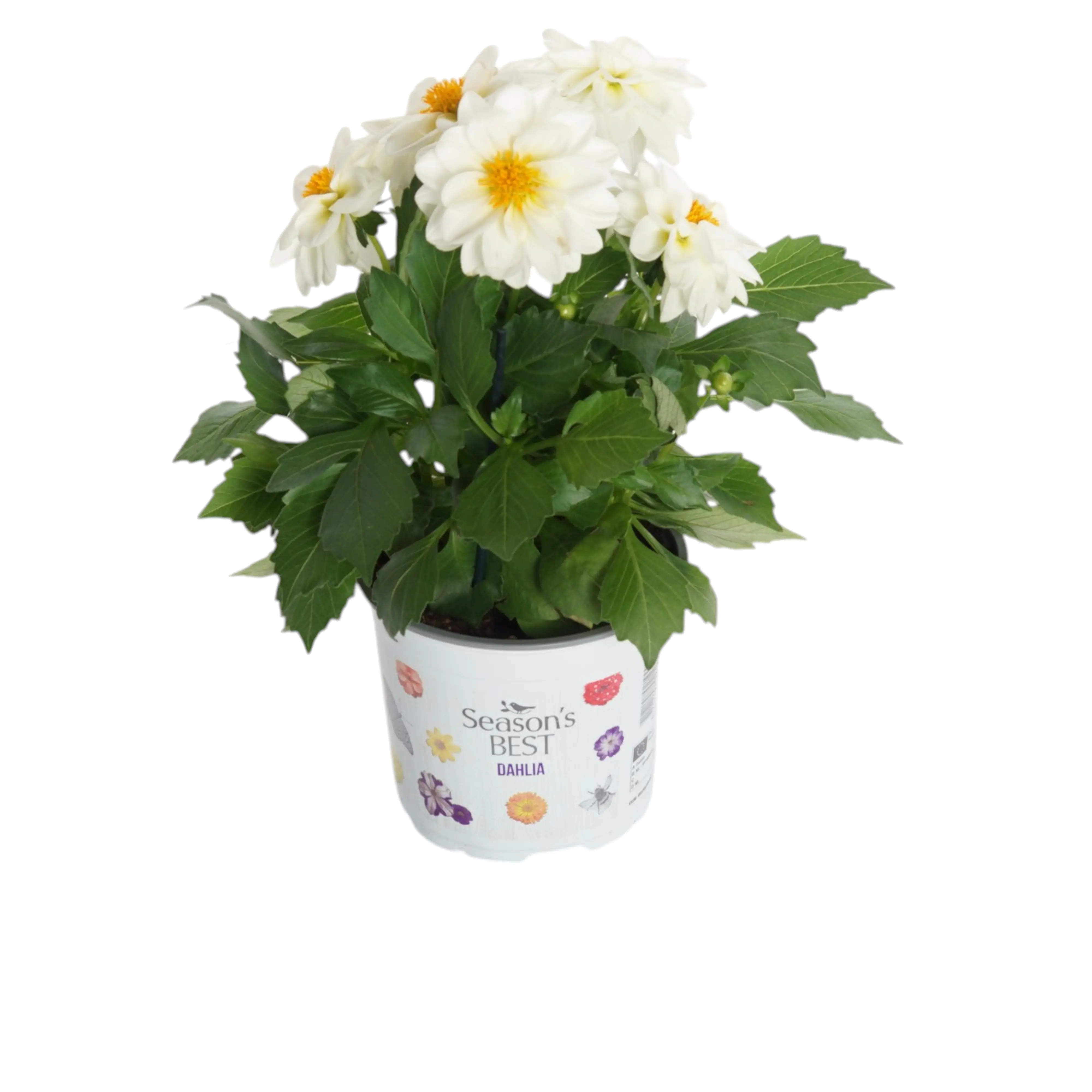 Beet- und Balkonpflanzen Dahlia Dahlie 10,5 cm Topf