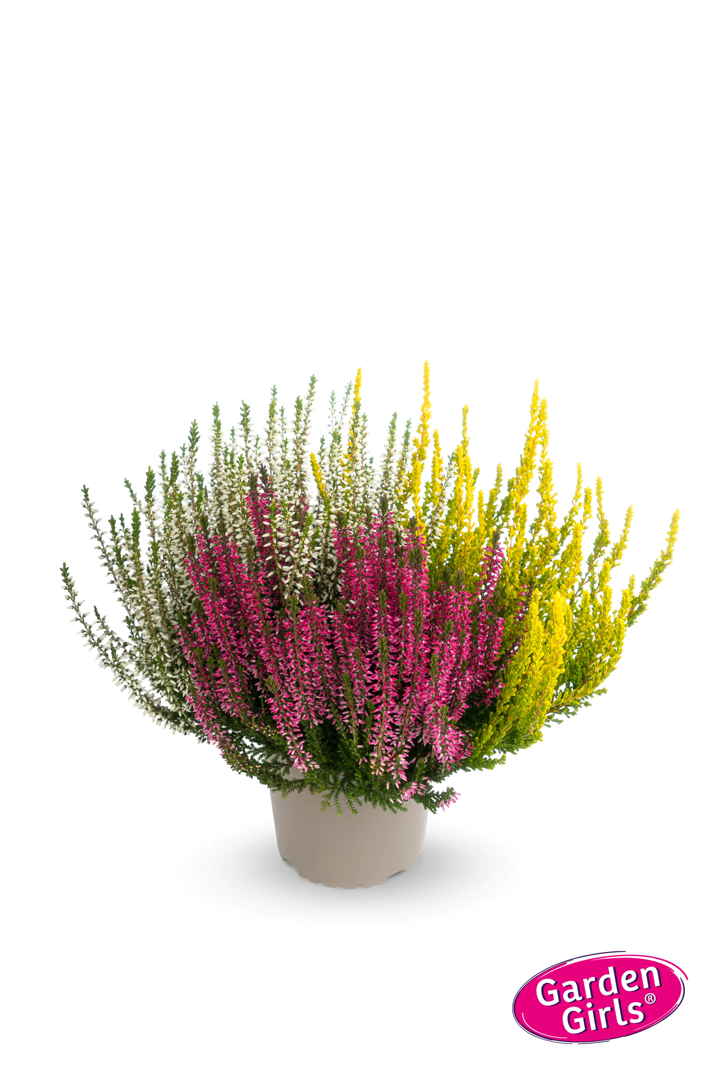 Heidekraut Calluna Garden Girls Trio 11 cm Topf Heidekraut Calluna Garden Girls Trio 11 cm Topf