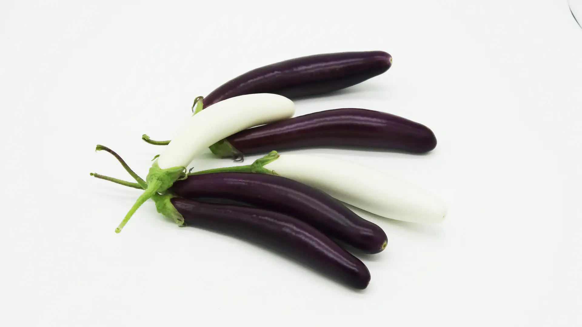 Aubergine Solanum melongena H ca 20 cm 12 cm Topf