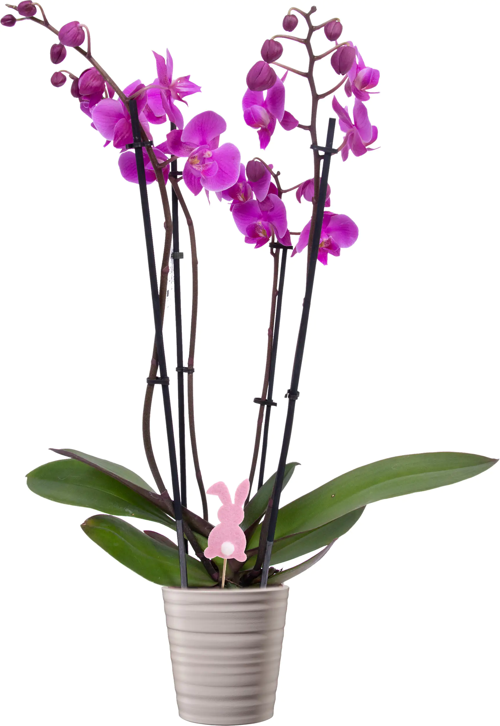 Orchidee Phalaenopsis 4-Trieber H 55 - 65 cm  12 cm Topf