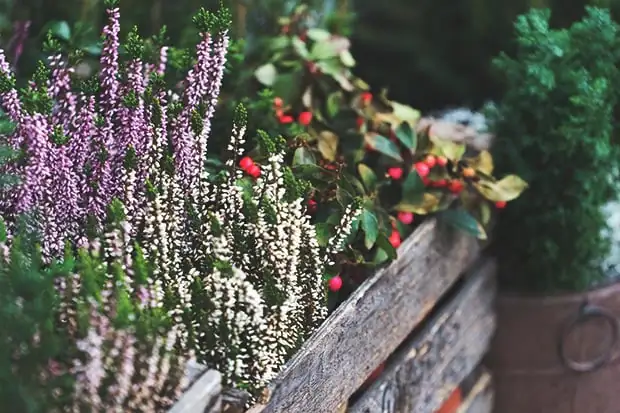 Bunte Herbstbepflanzung mit Heidekraut und roten Beeren in einer rustikalen Holzkiste