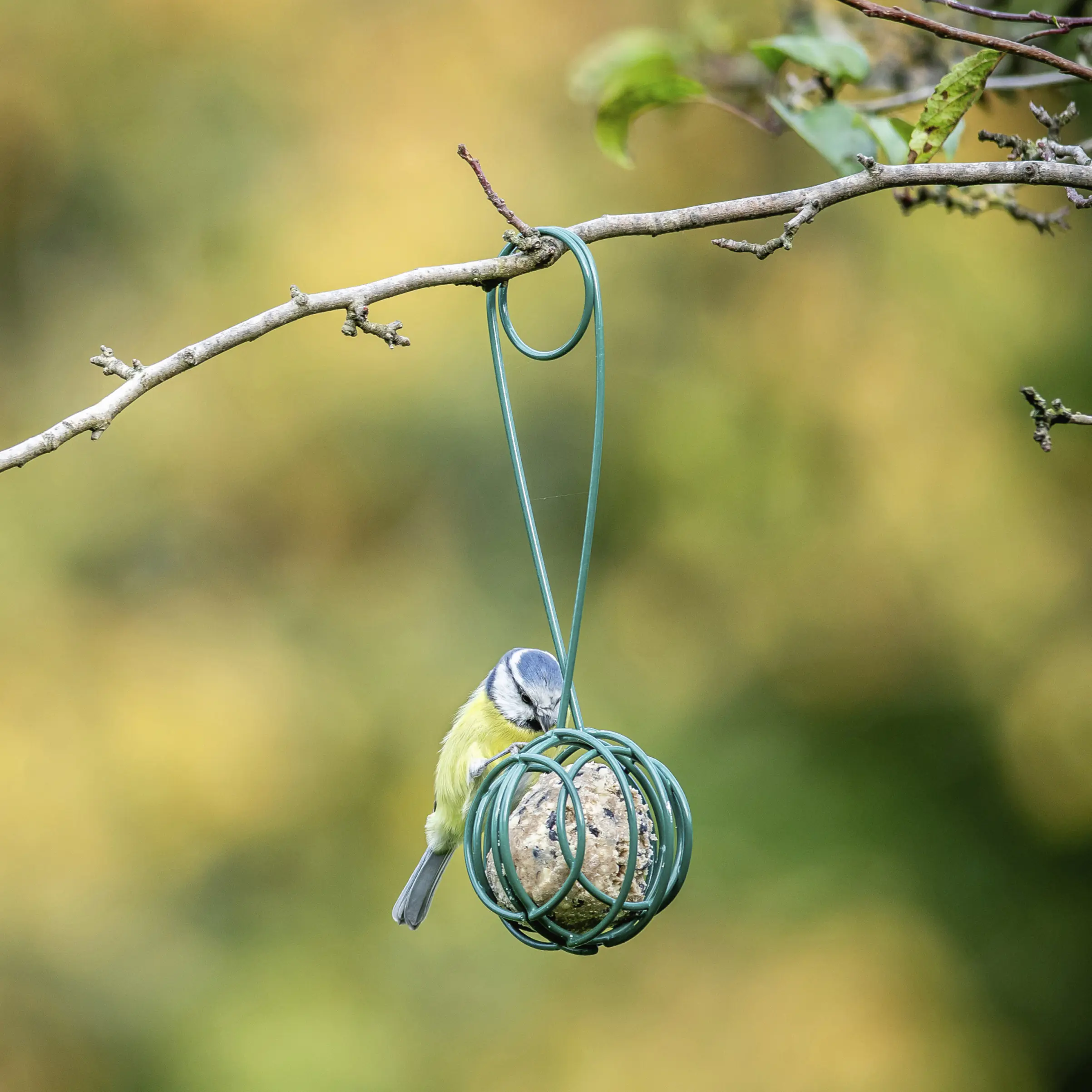 Meisenknödelhalter Lima 