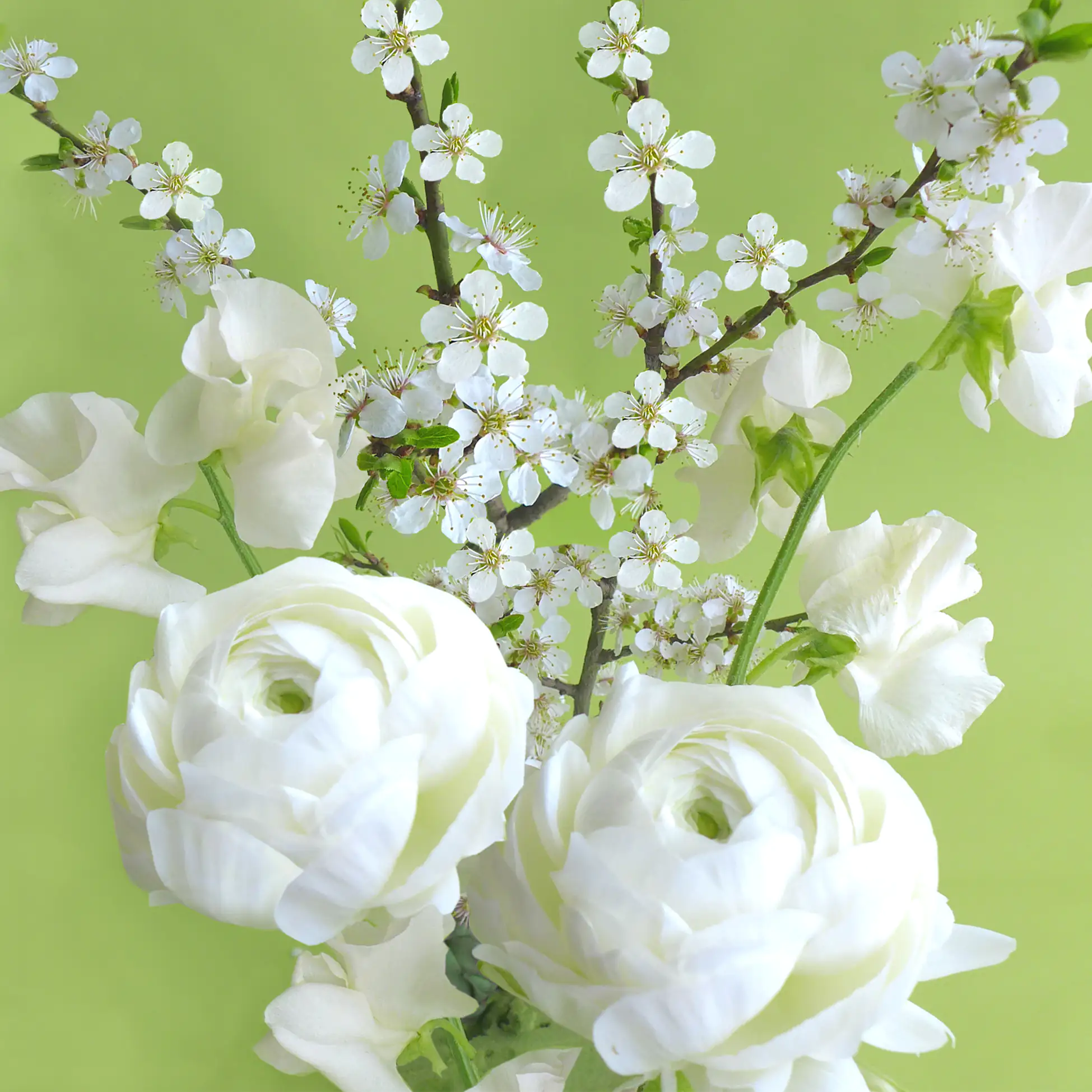 Braun & Company Servietten Motiv Green Spring 33 x 33 cm - 20er Pack