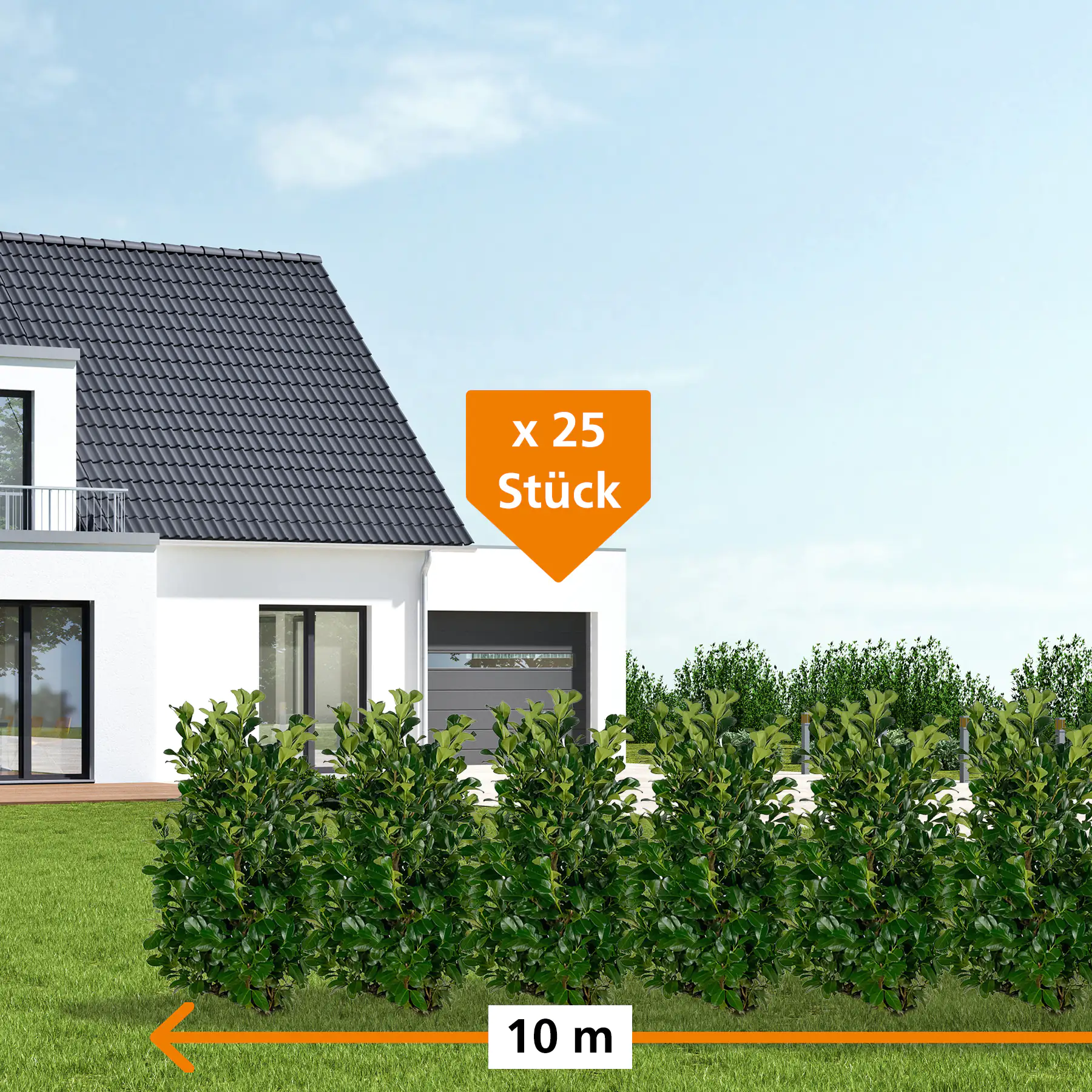 Kirschlorbeer Etna Prunus laur. Etna H 80 - 100 cm, 25 Stück Kirschlorbeer Etna Prunus laur. Etna H 80 - 100 cm, 25 Stück
