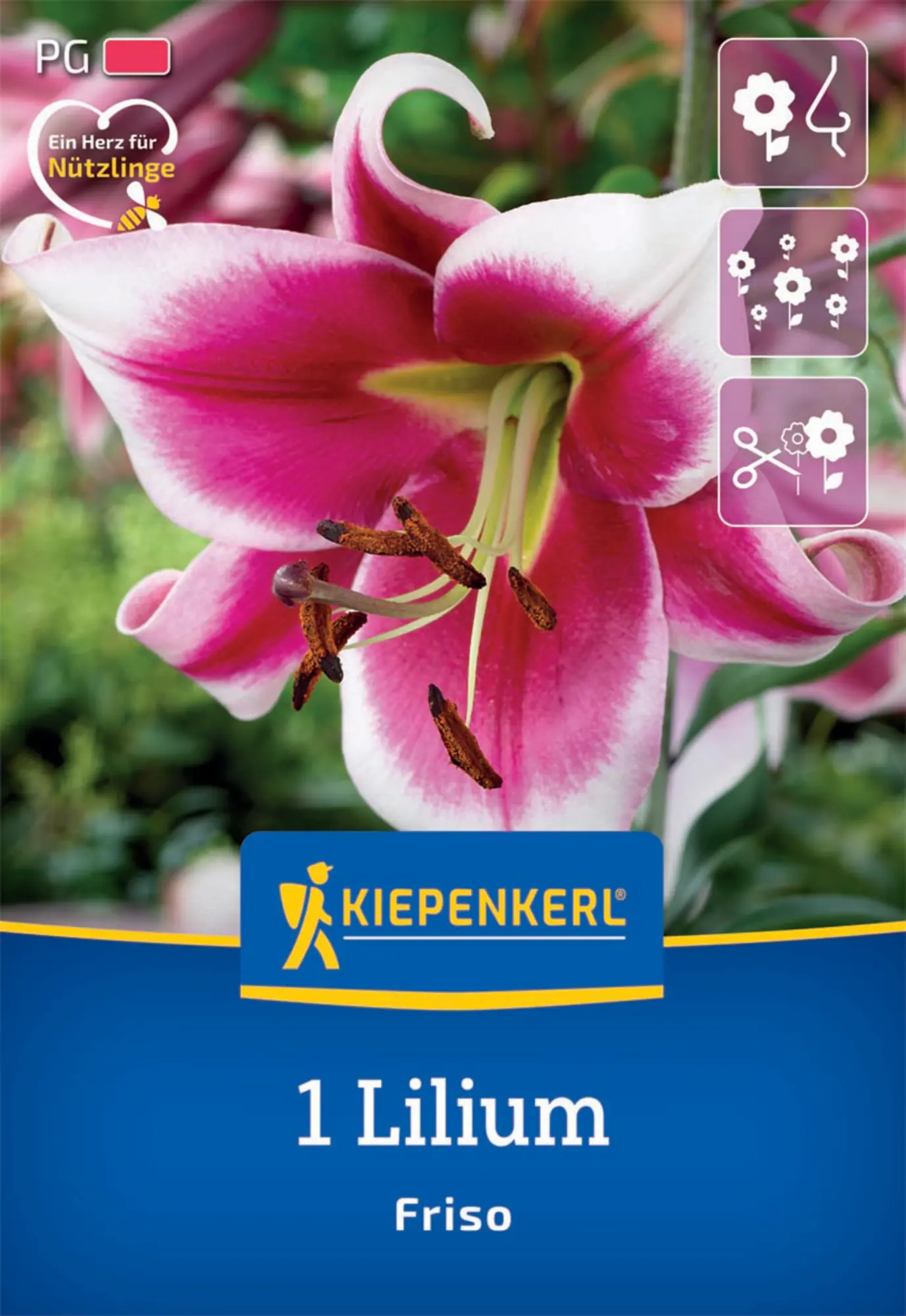 Kiepenkerl Herbstblumenzwiebel Lilien-Hybride Friso 1 Stück