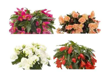 Begonie Tuberosa H 20 cm 12 cm Topf