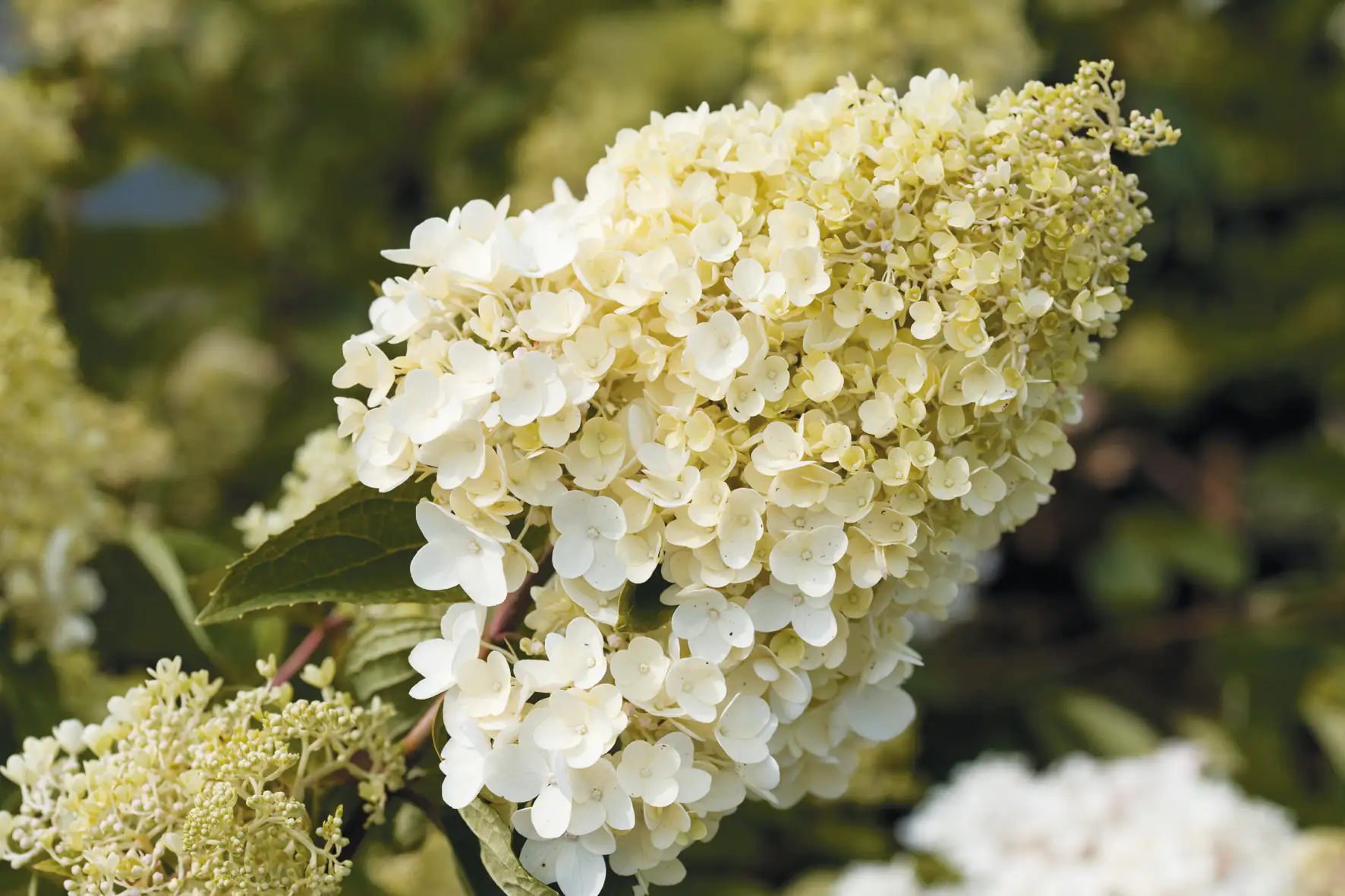 Rispenhortensie Hydrangea paniculata i. S., 4 l Container