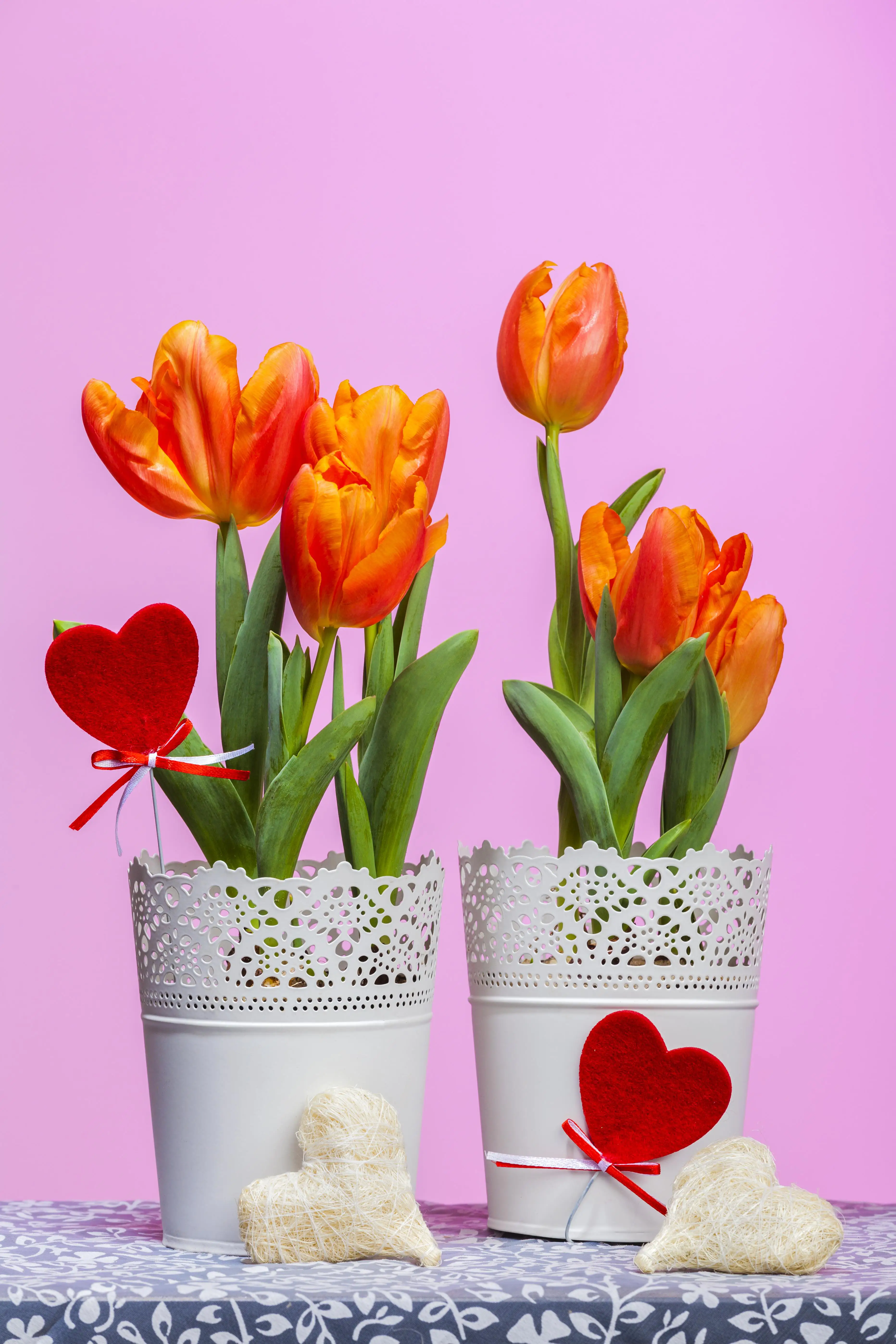 8717432276300_1 Premium Zwiebelpflanzen Tulpe 10 cm Topf, ca. 15 cm hoch