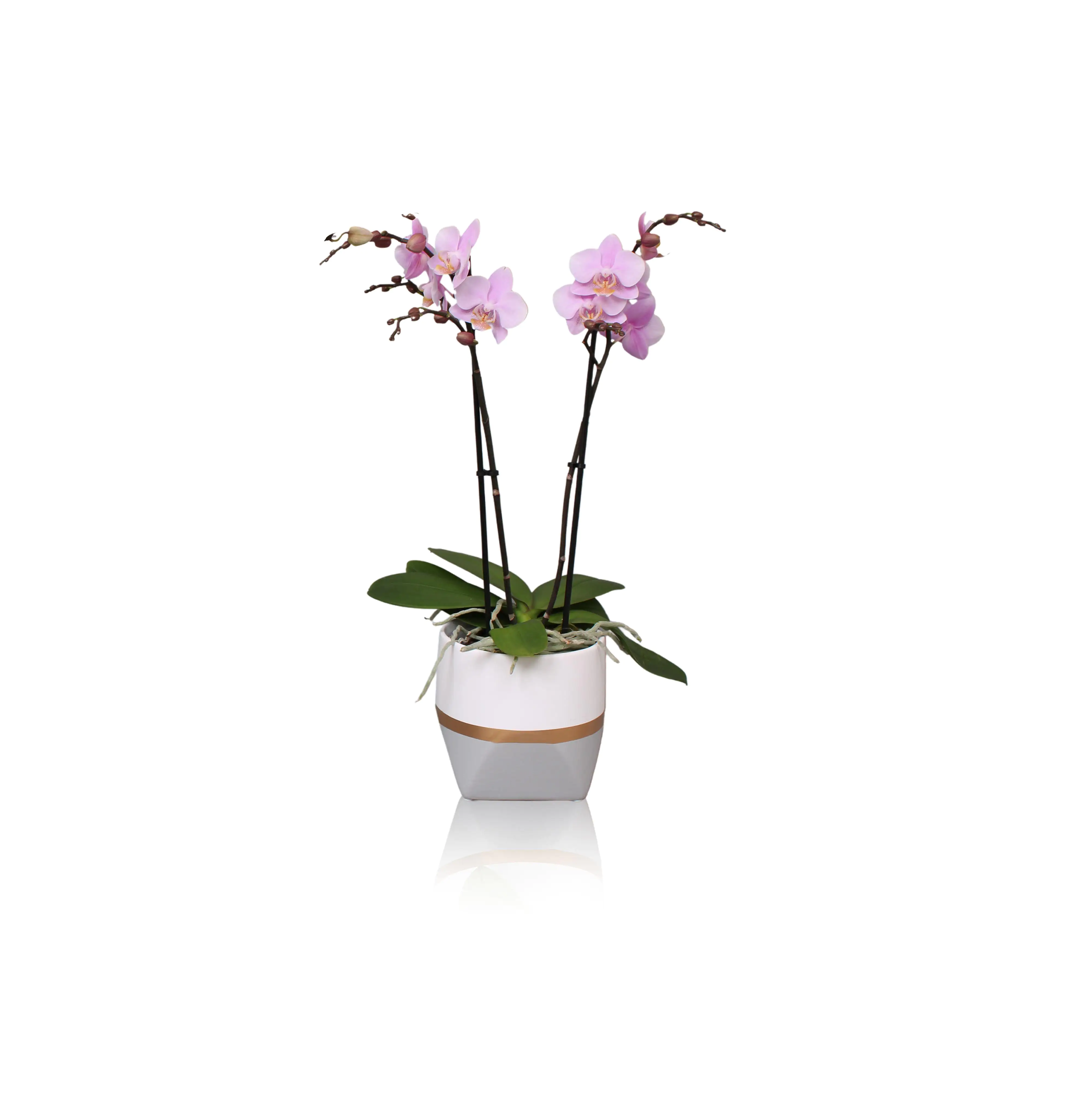 Orchidee Phalaenopsis Multiflora 2 Trieber im Trendy Keramiktopf 12 cm Topf