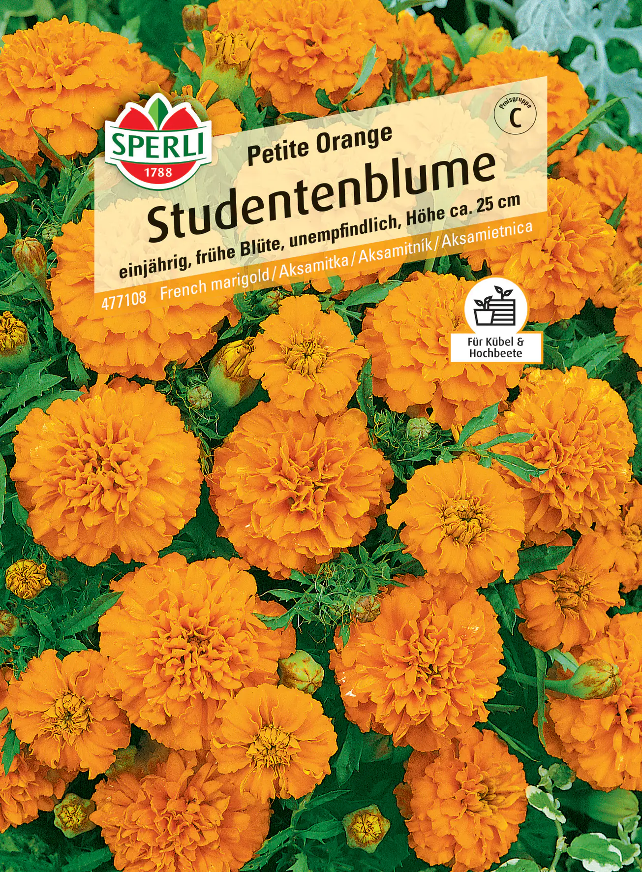 Sperli Studentenblume Petite Orange