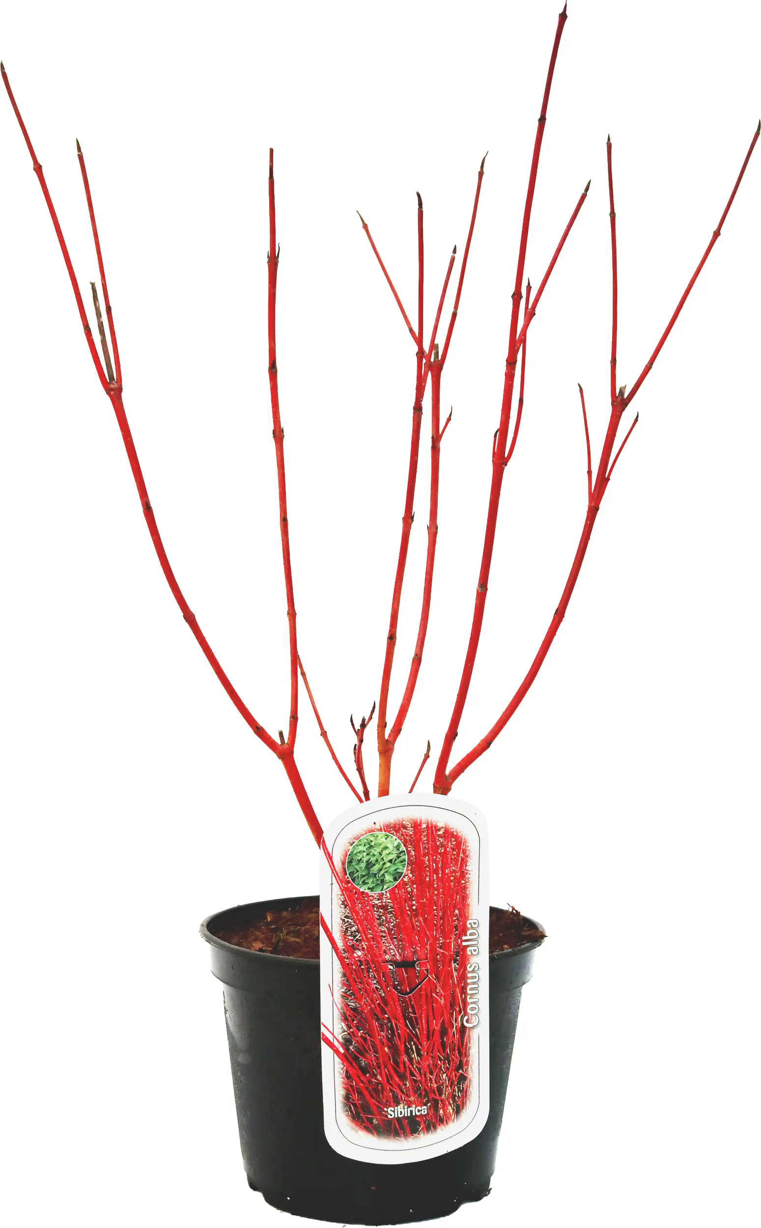 Frühjahrs-Blühsträuchermix im 19 cm Topf