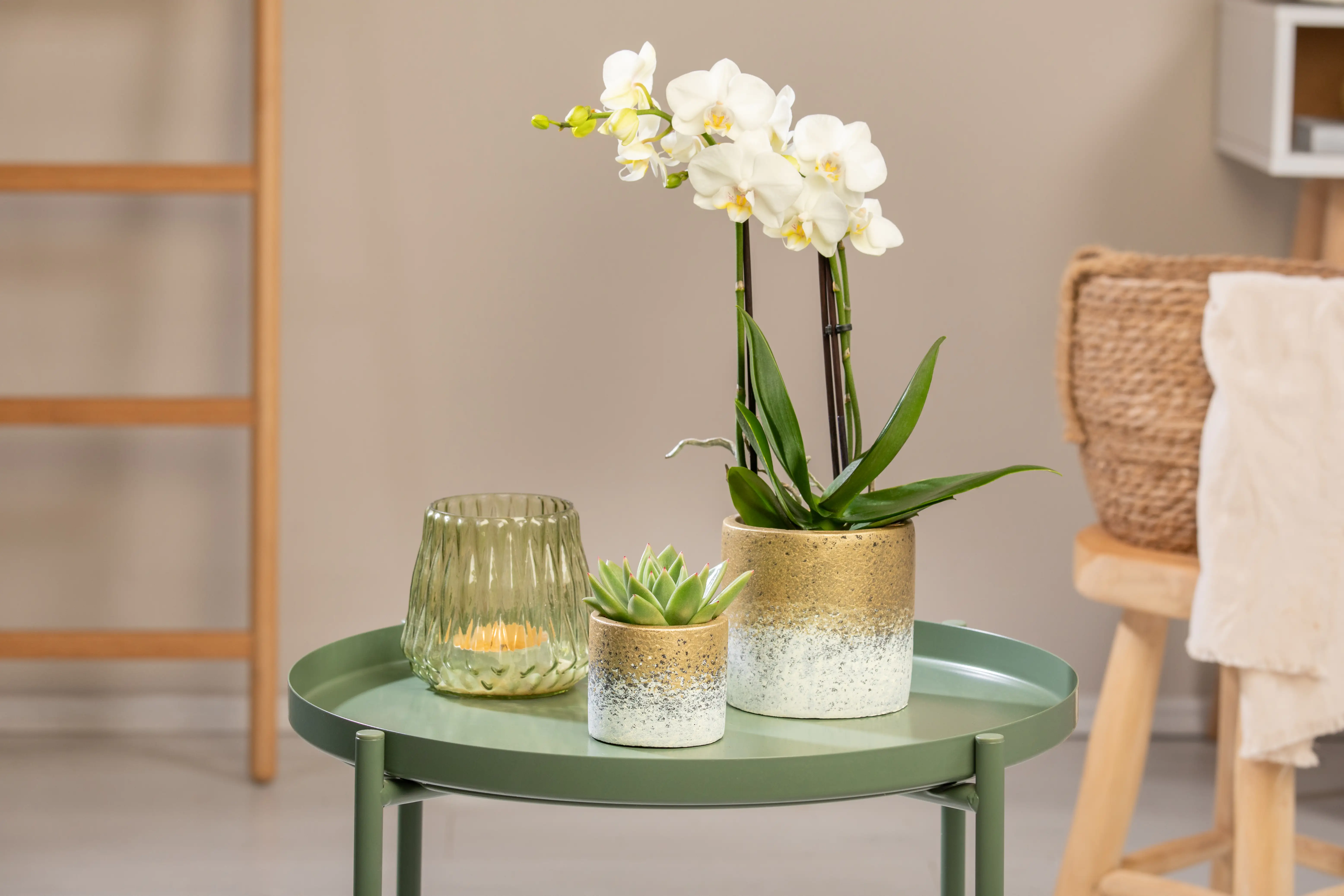 Pflanzenarrangement Orchidee und Sukkulent in Flame Gold Keramik