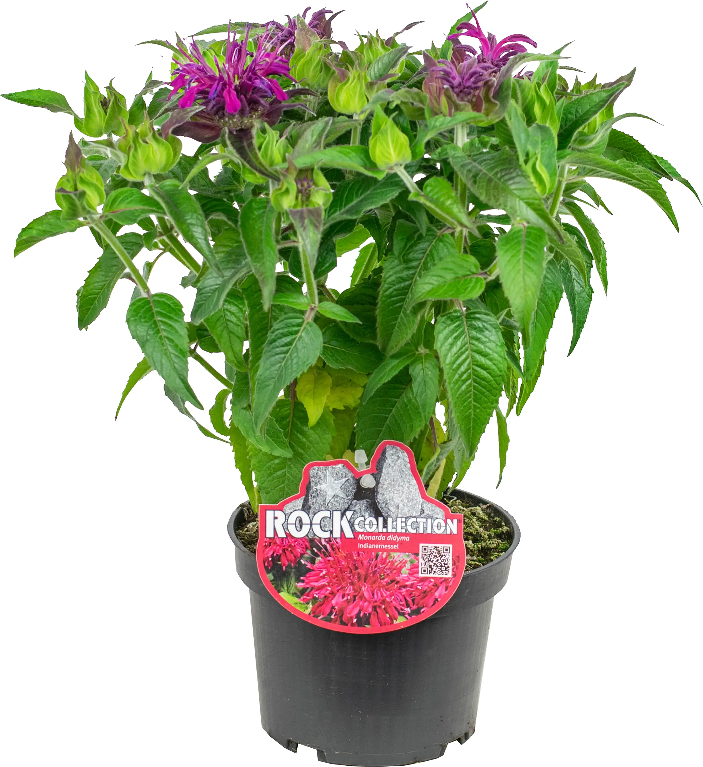 Indianernessel Monarda didy. Balmy 13 cm Topf