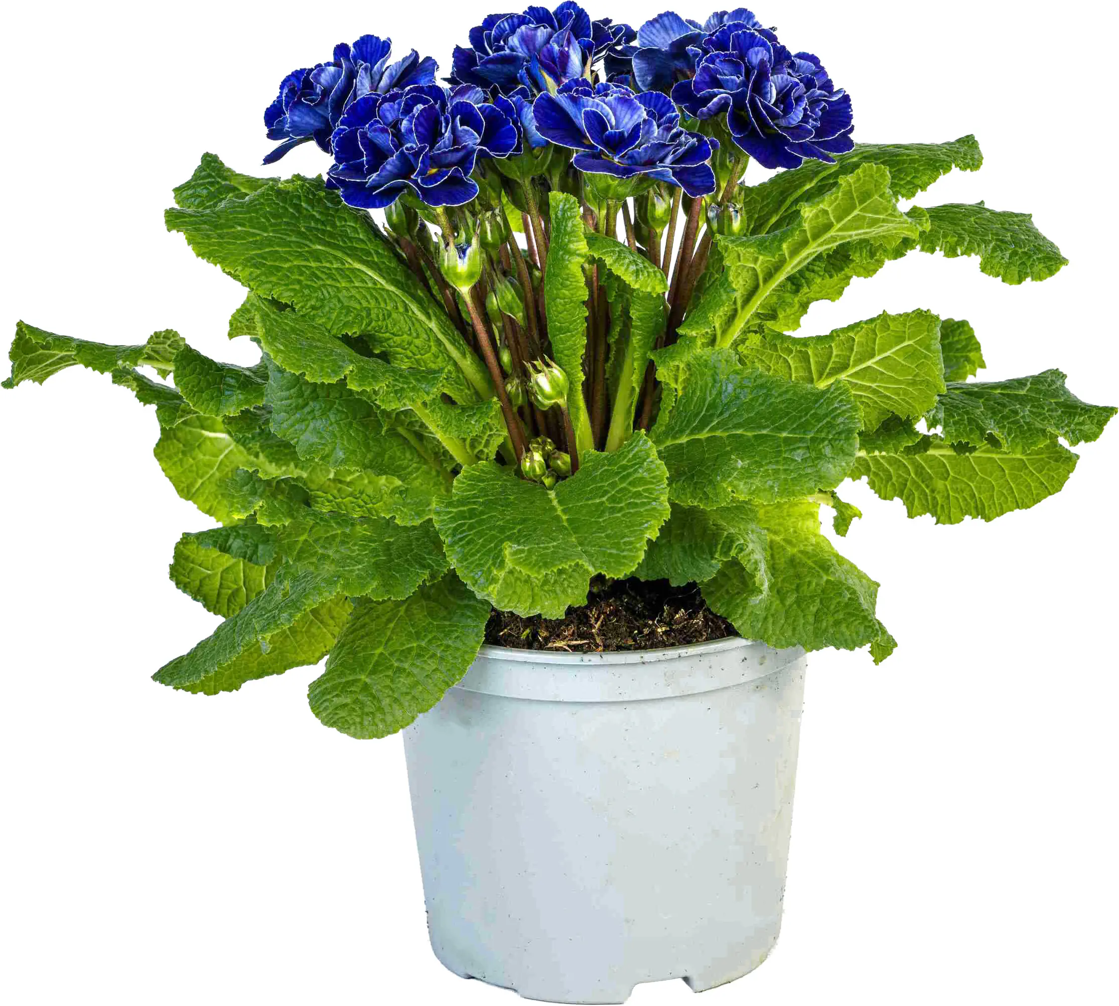 Primel Belarina 12 cm Topf