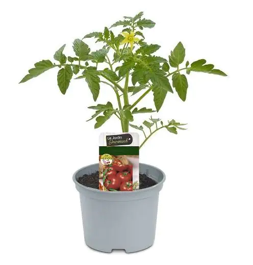 Harzfeuertomate 10,5 cm Topf