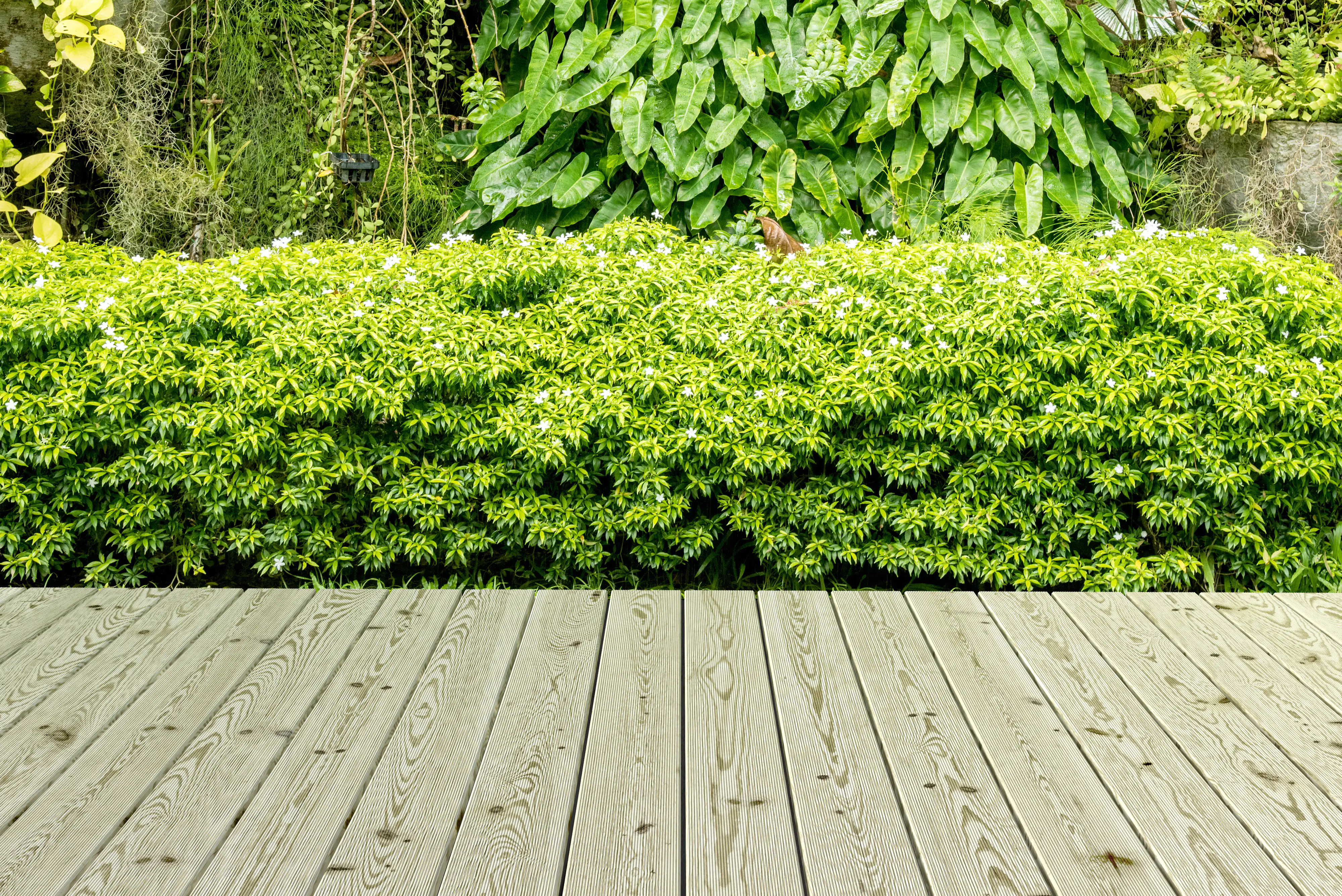 Terrassendiele Kiefer 240 x 12 x 2,1 cm fein/glatt imprägniert grün Terrassendiele Kiefer 240 x 12 x 2,1 cm fein/glatt imprägniert grün