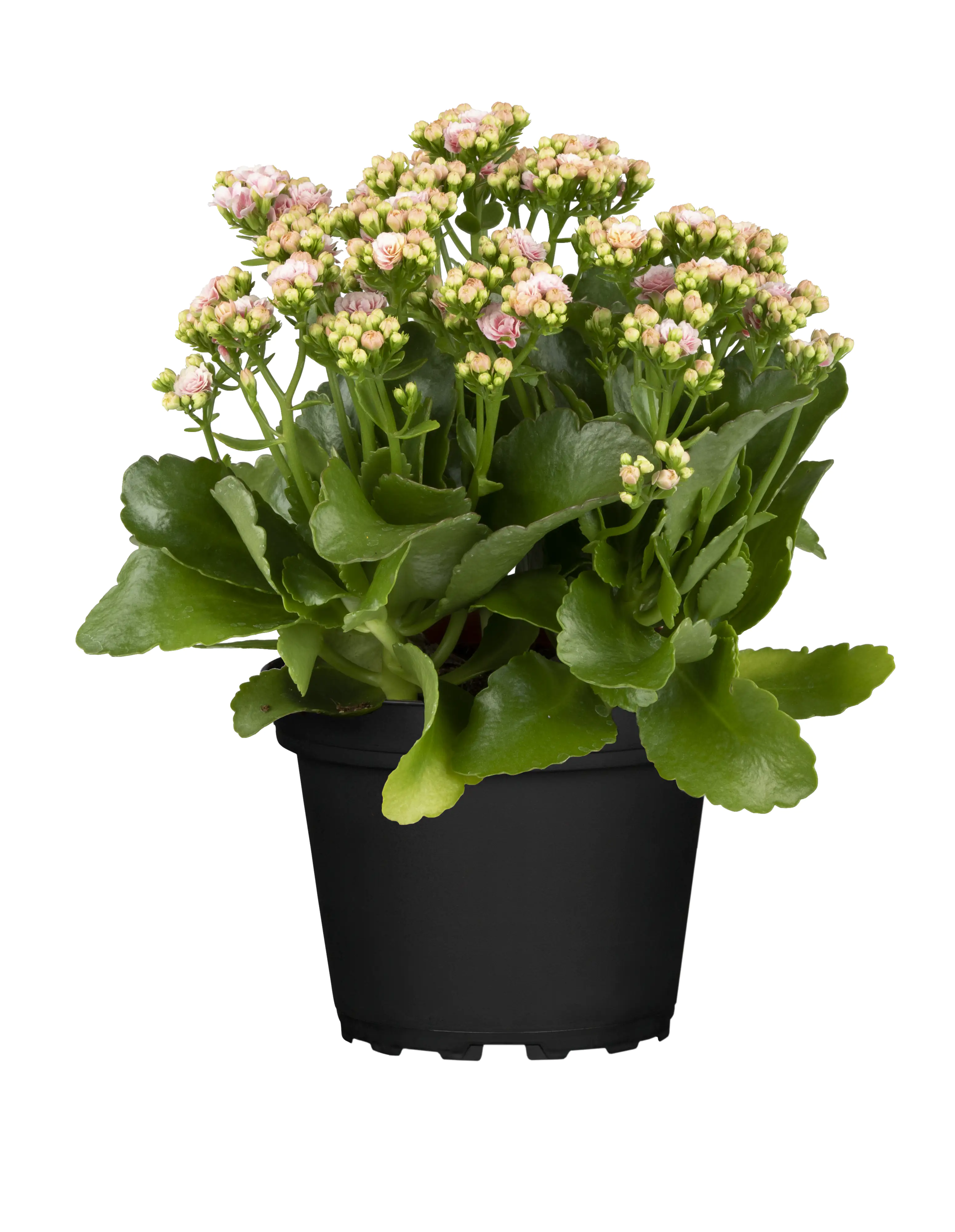 Flammendes Käthchen rosa einfach Kalanchoe H ca. 22 cm 10,5 cm Topf