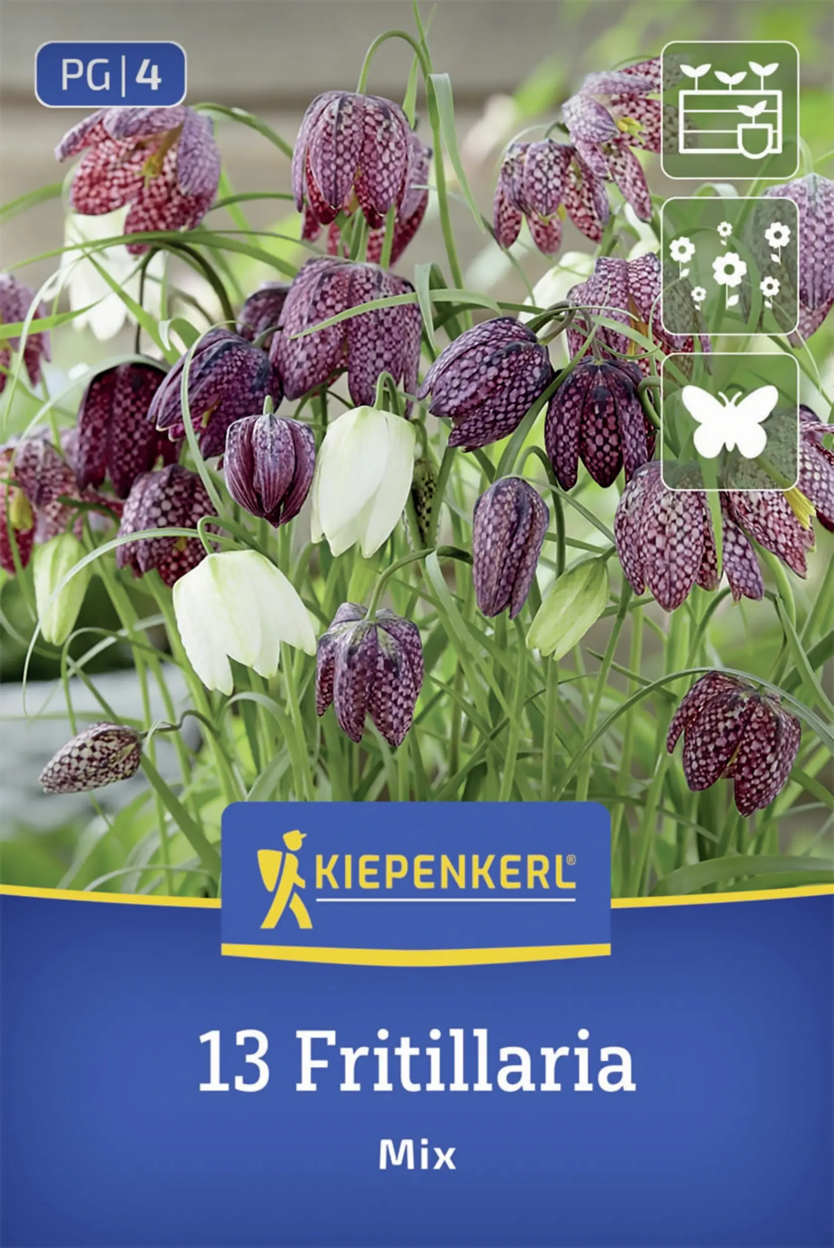 Kiepenkerl Schachbrettblumen Mischung rot/weiß 13 Stück