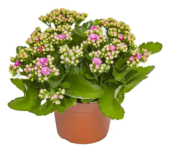 Flammendes Käthchen Kalanchoe Don Nando rosa H ca. 27 cm 15 cm Topf