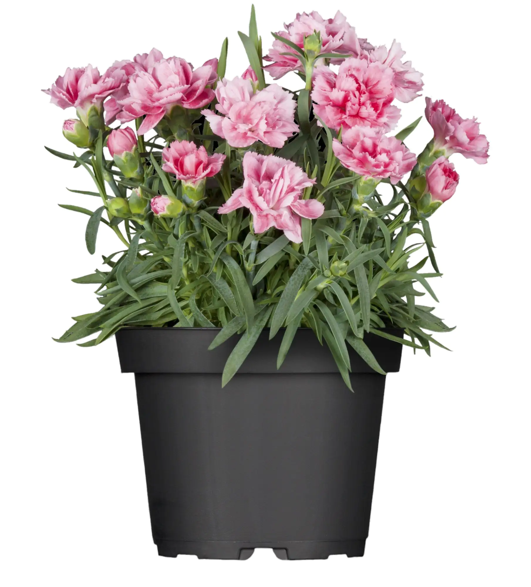 Nelken Dianthus Sondersorten H 20 - 30 cm 15 cm Topf