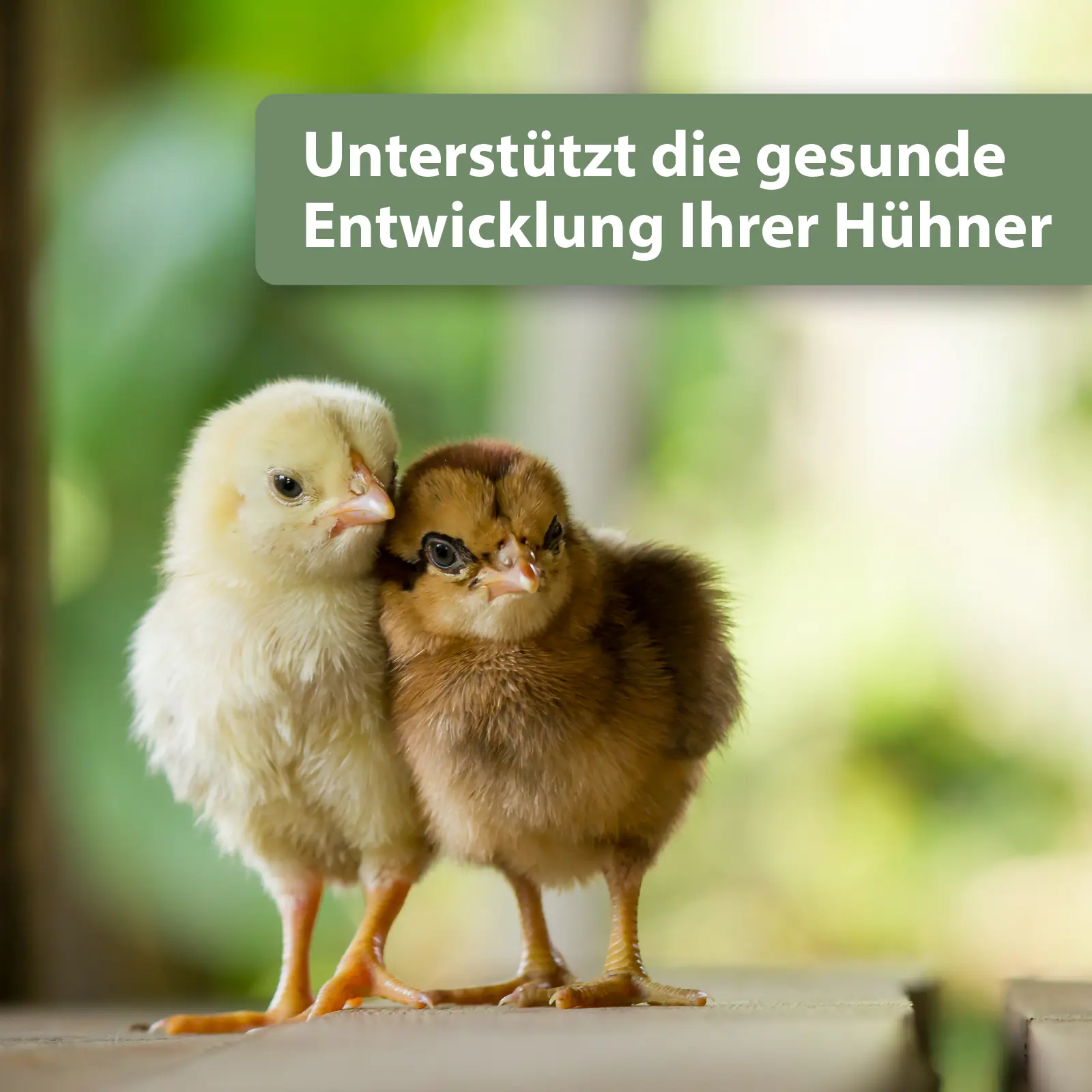 Quiko Hobbyfarming Med Immun für Hühner und Geflügel 100 ml