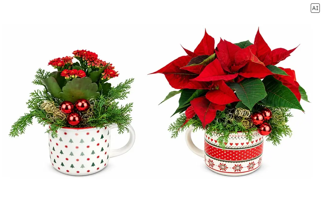 Weihnachtliches Arrangement Weihnachtstasse bepflanzt